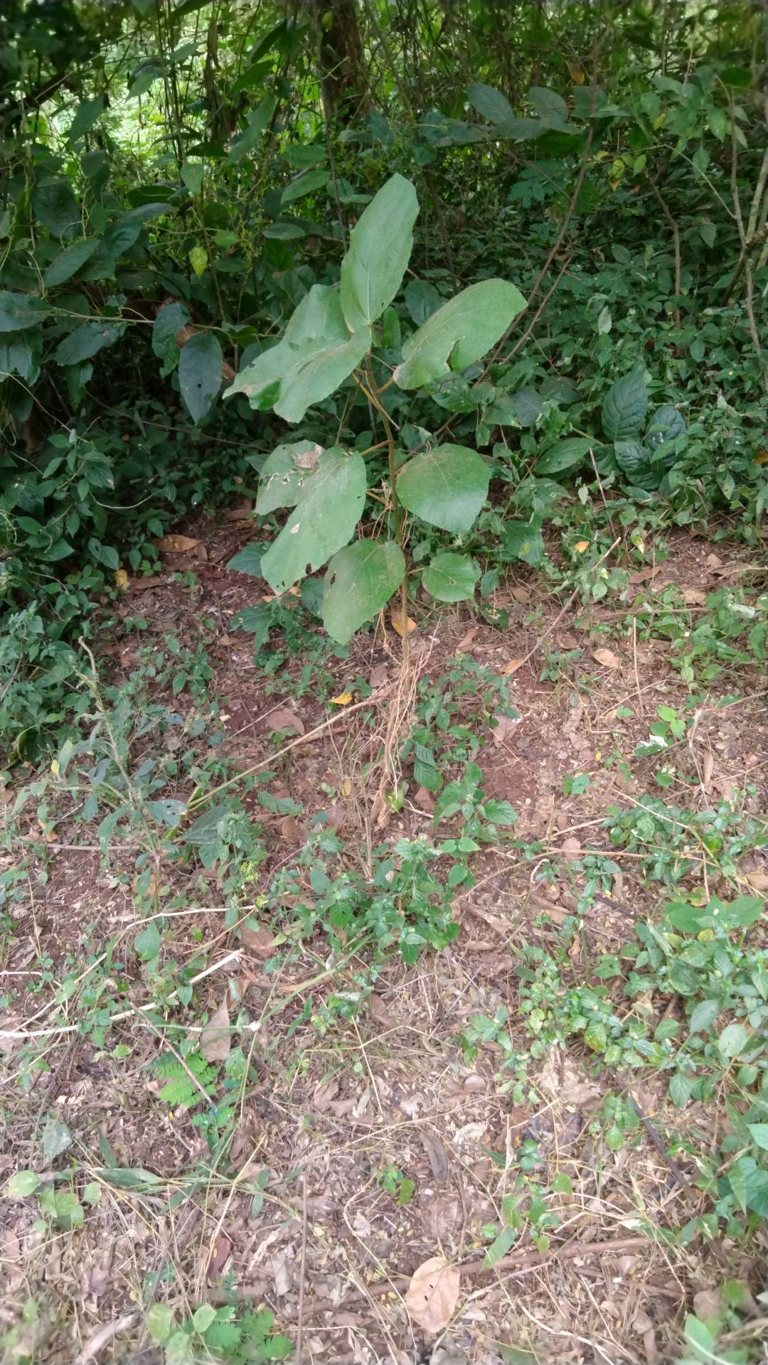 tree
