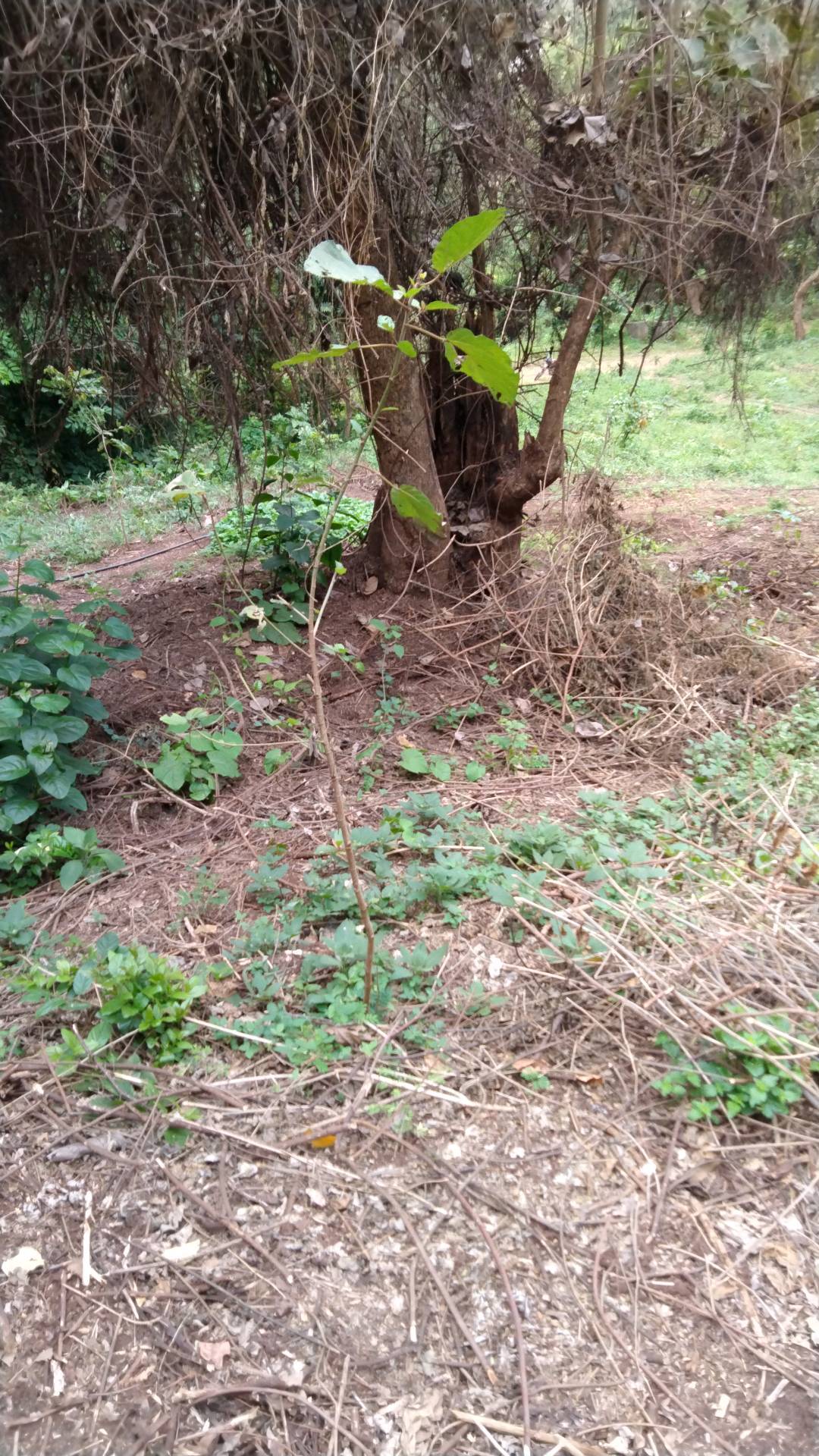 tree