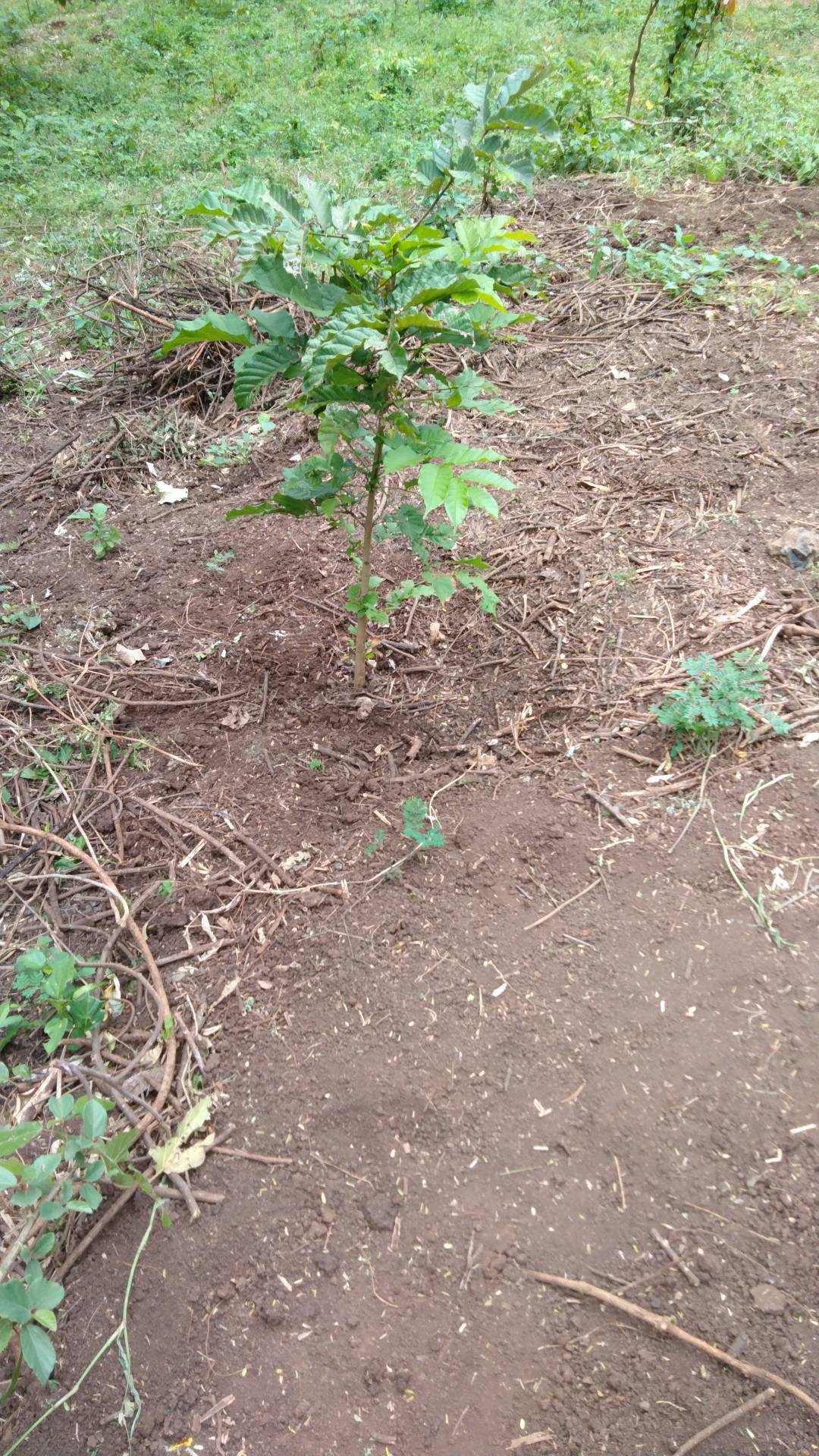 tree