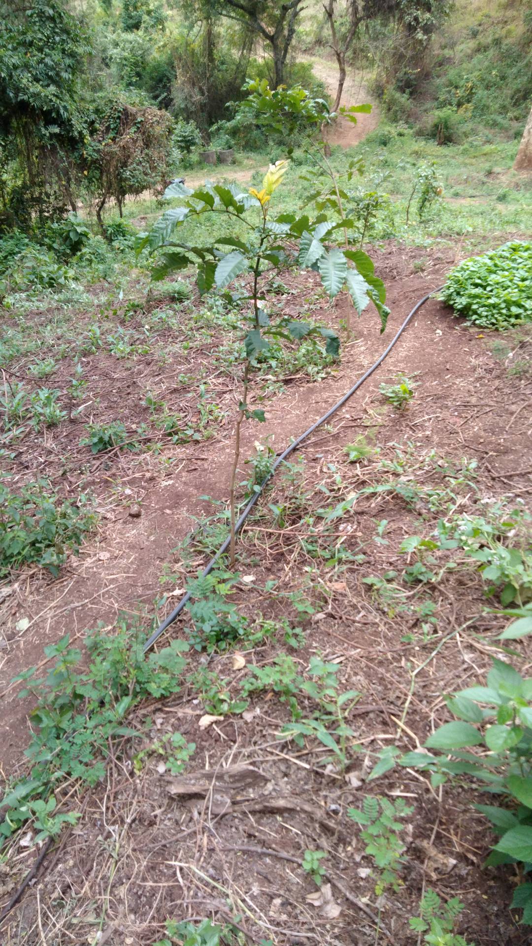 tree