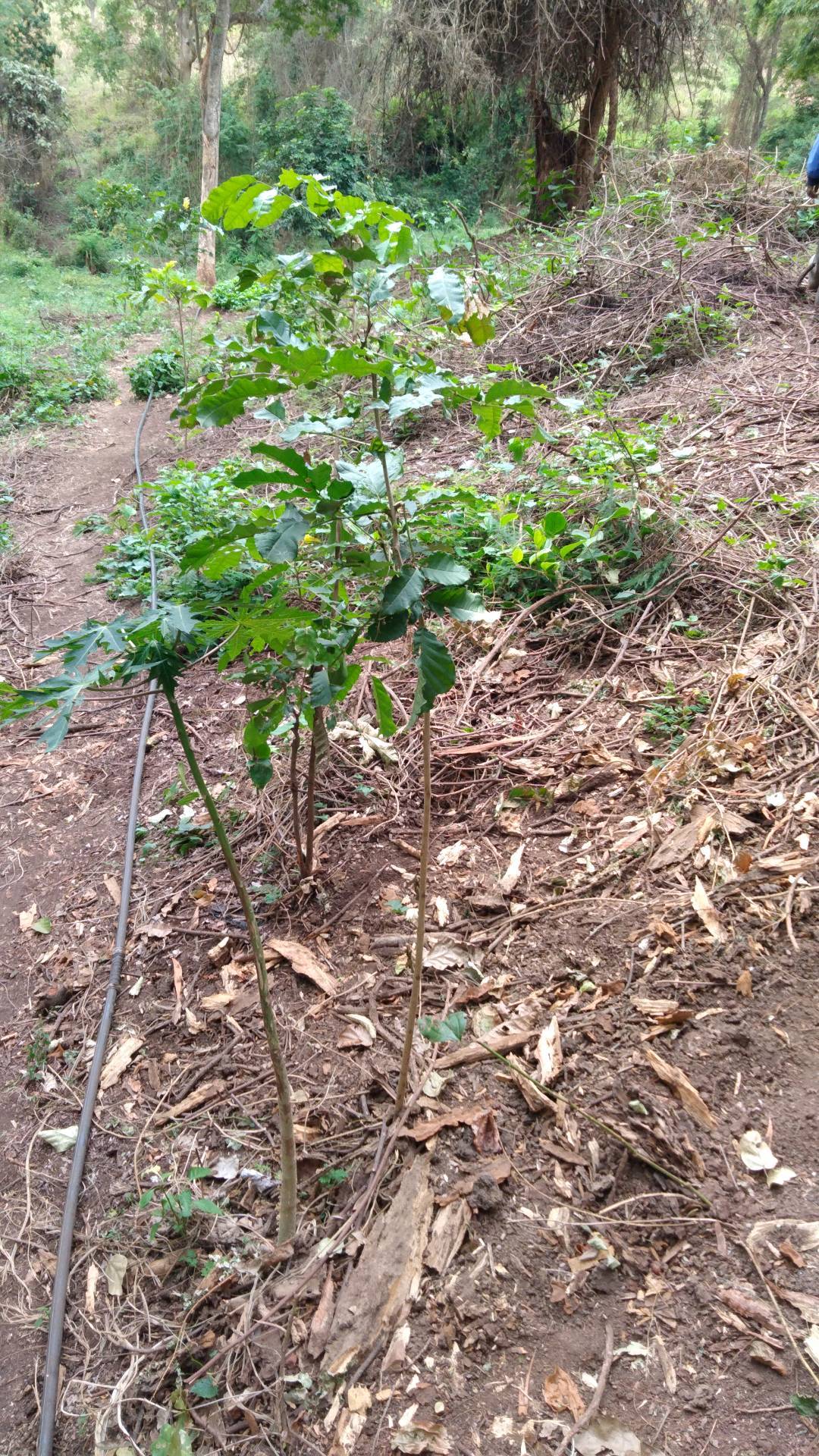 tree