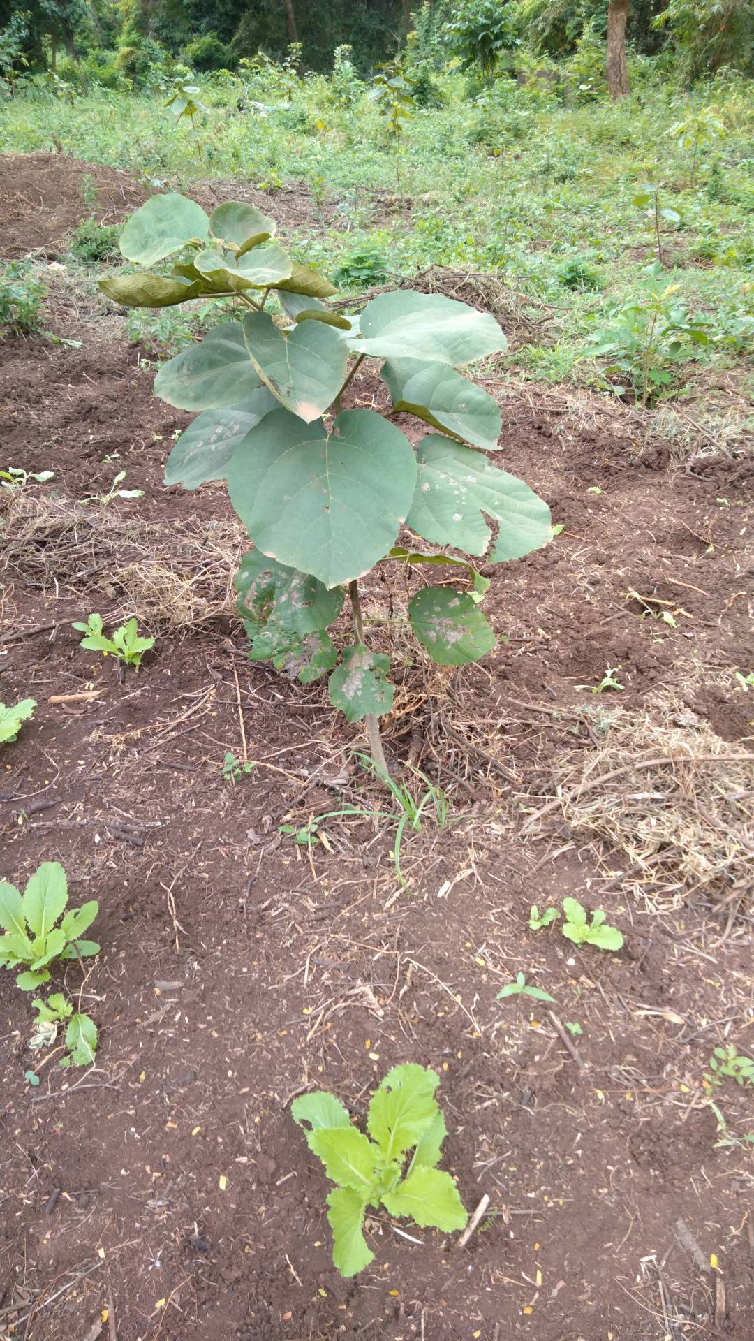 tree