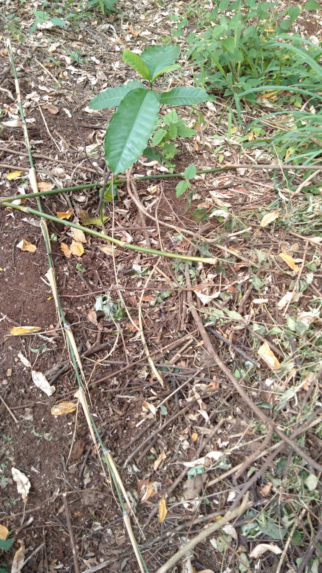 tree