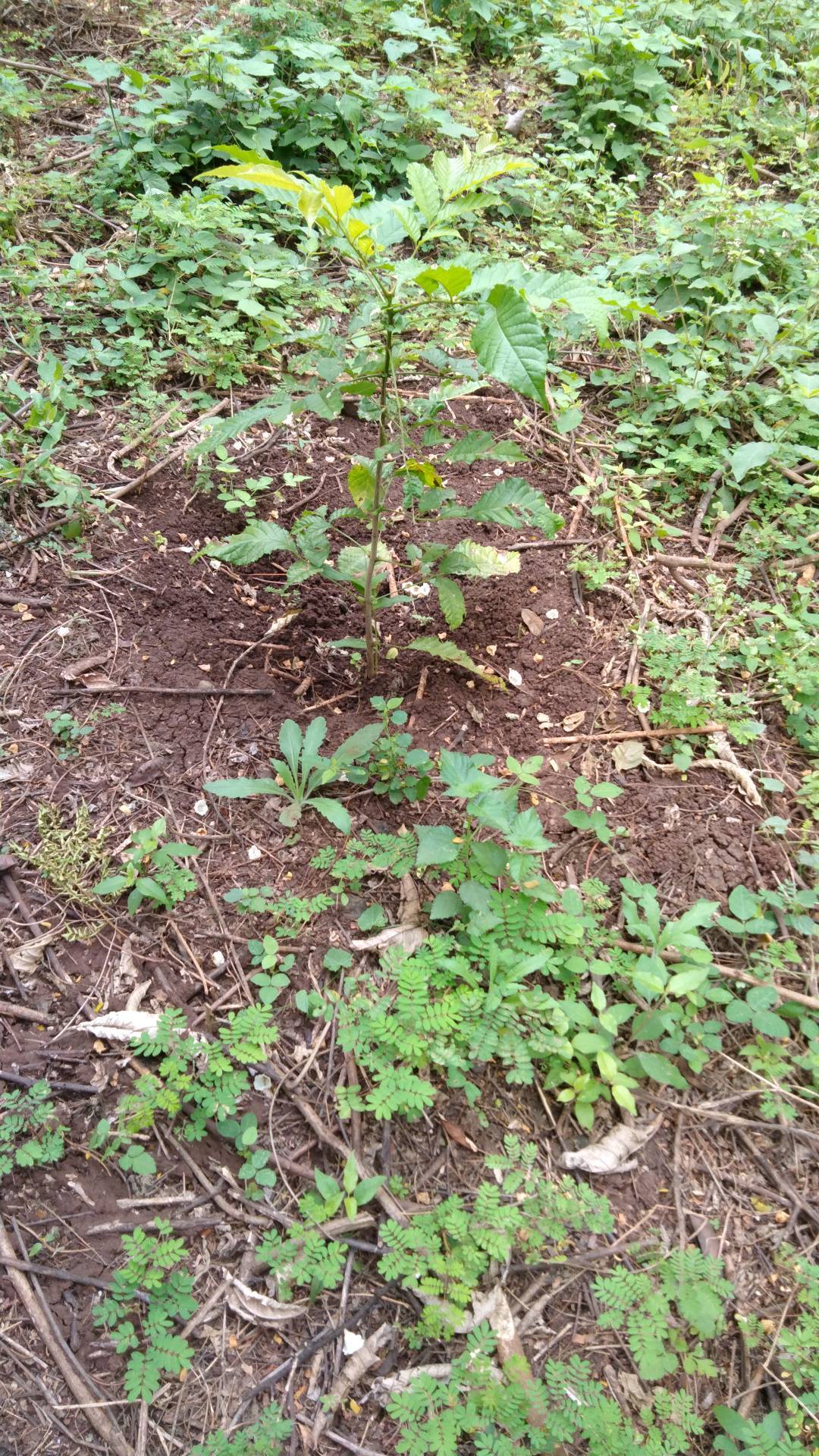 tree