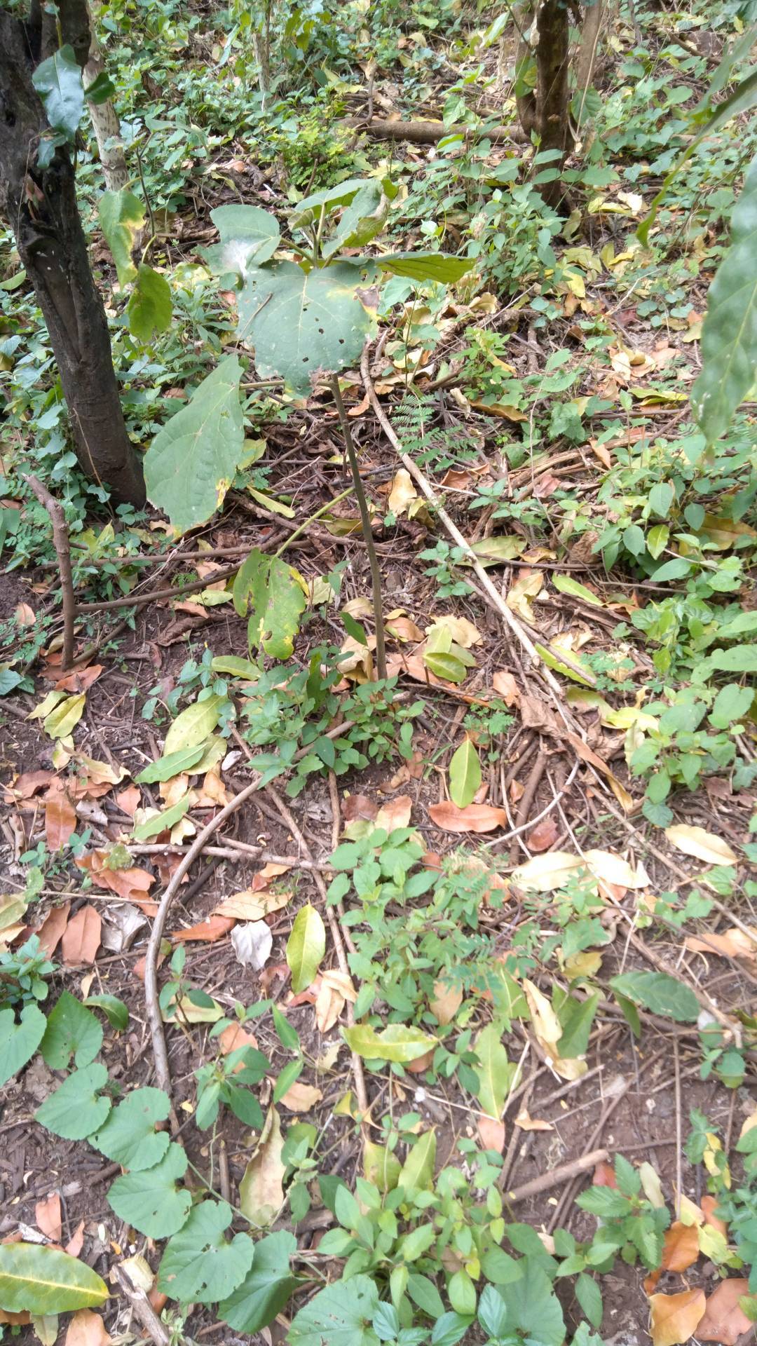 tree
