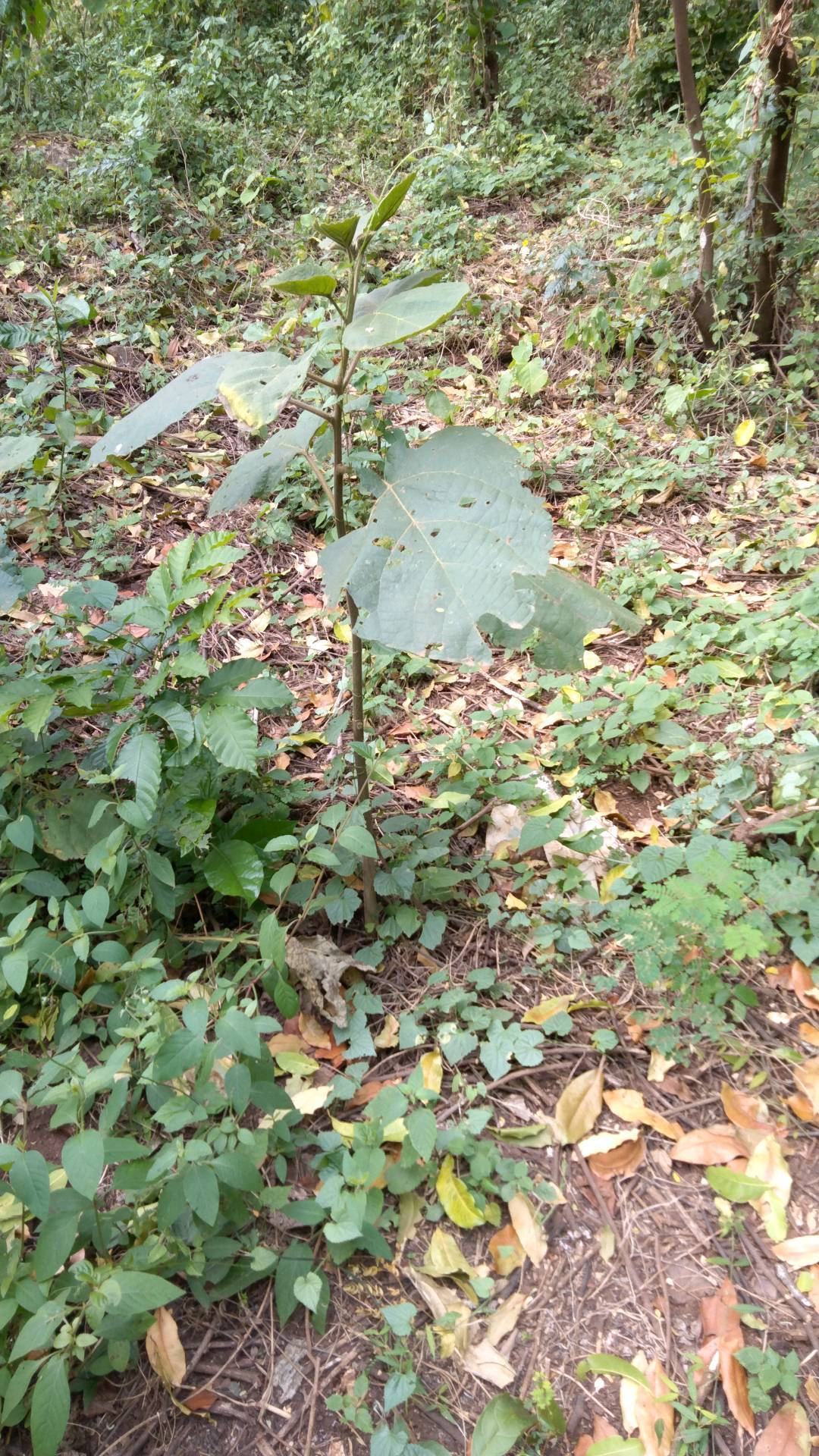 tree