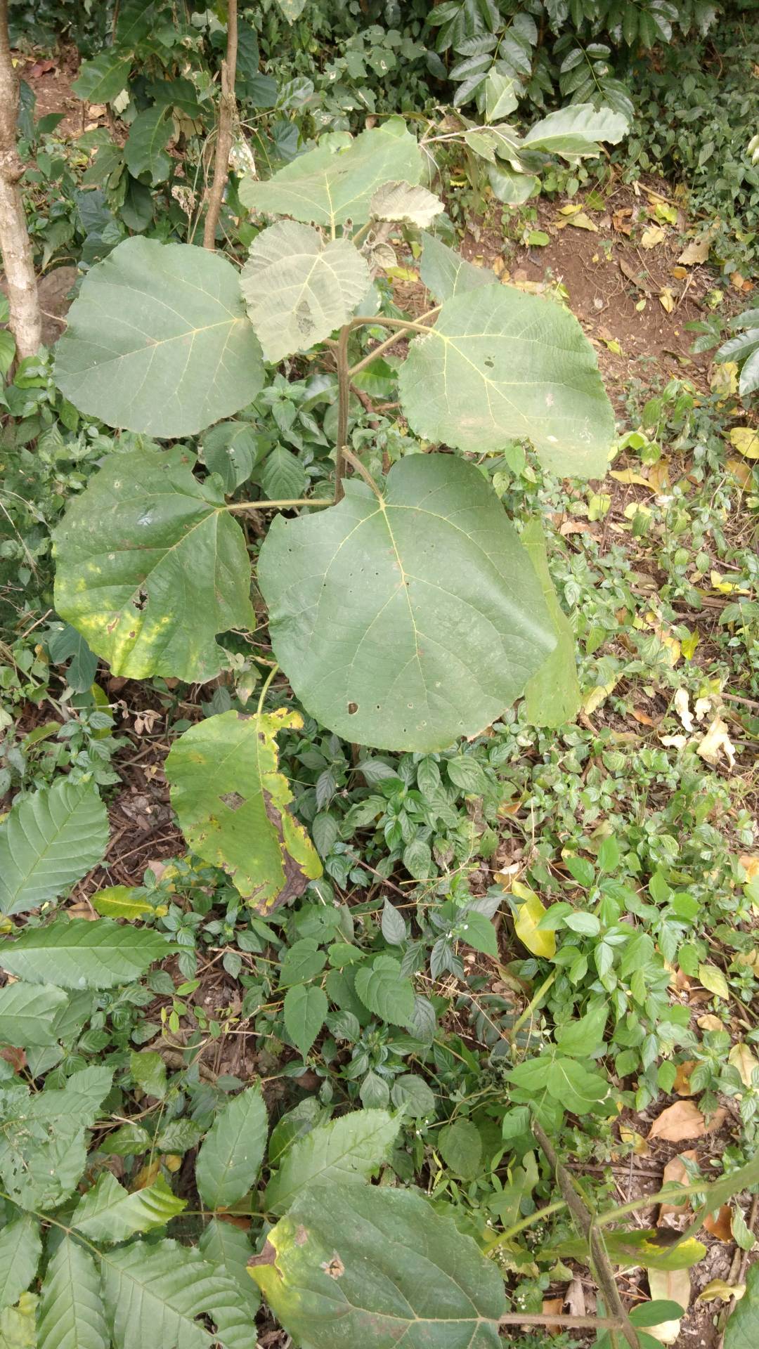 tree