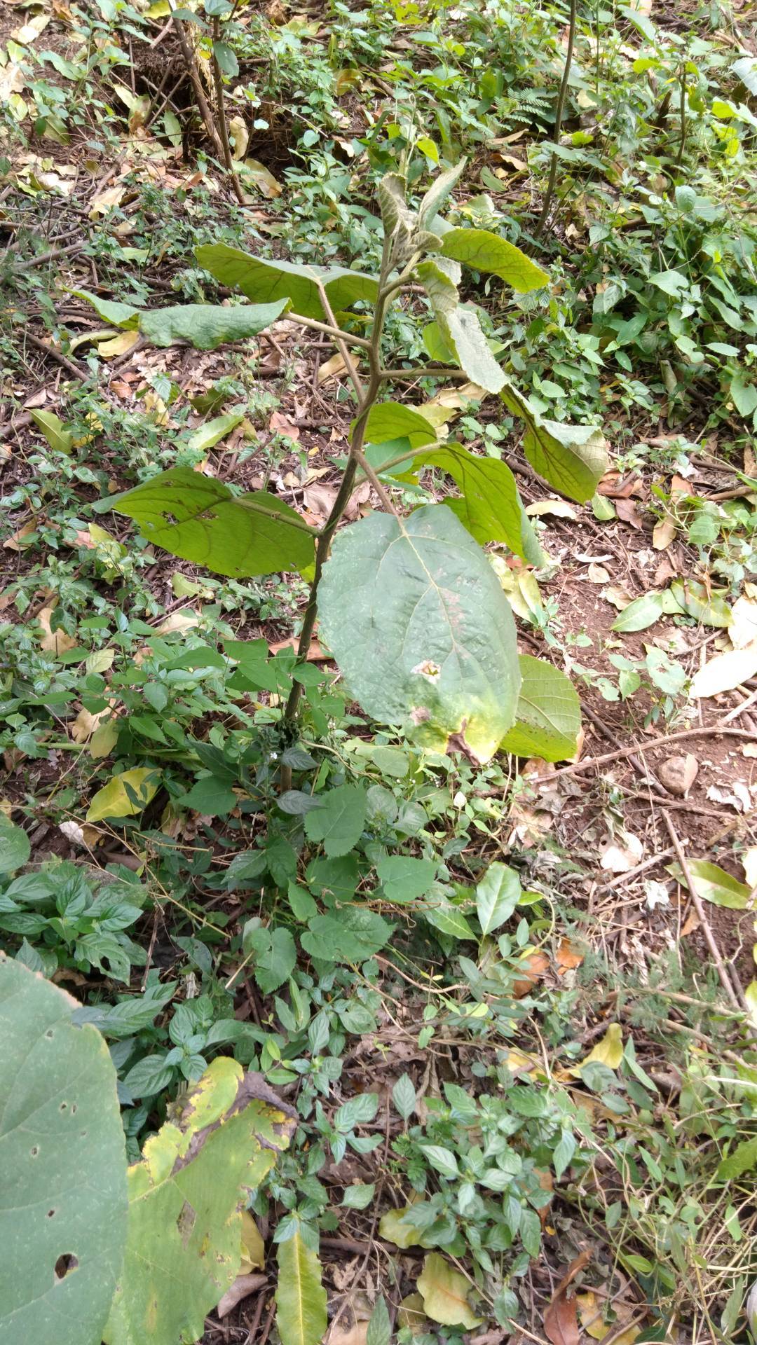 tree