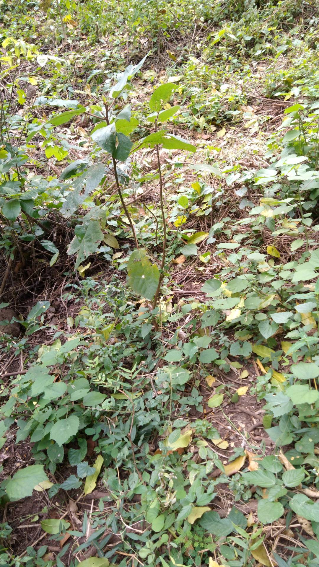 tree