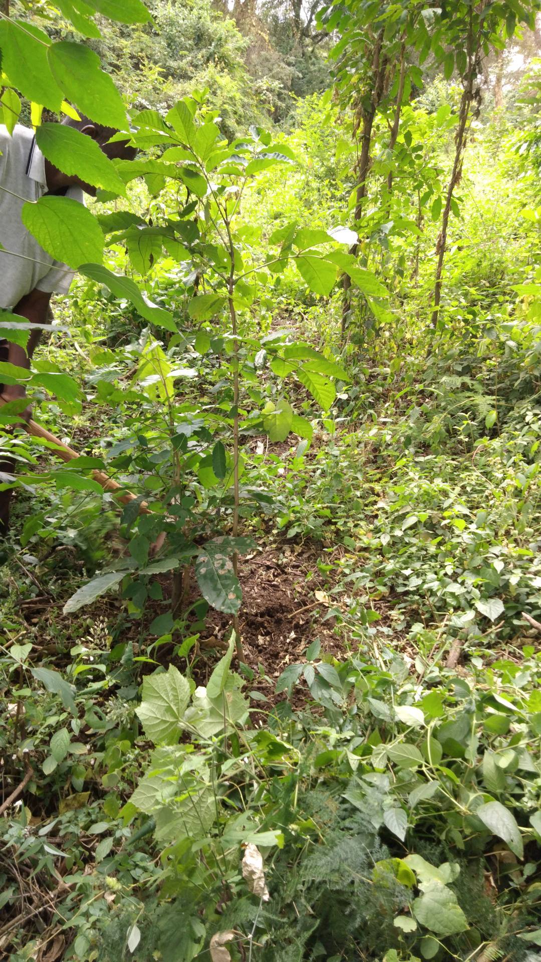 tree