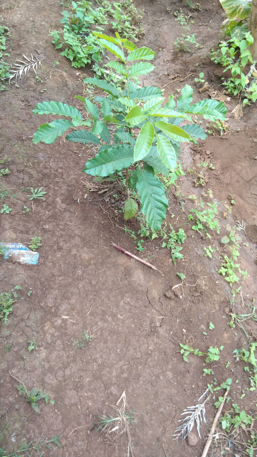 tree