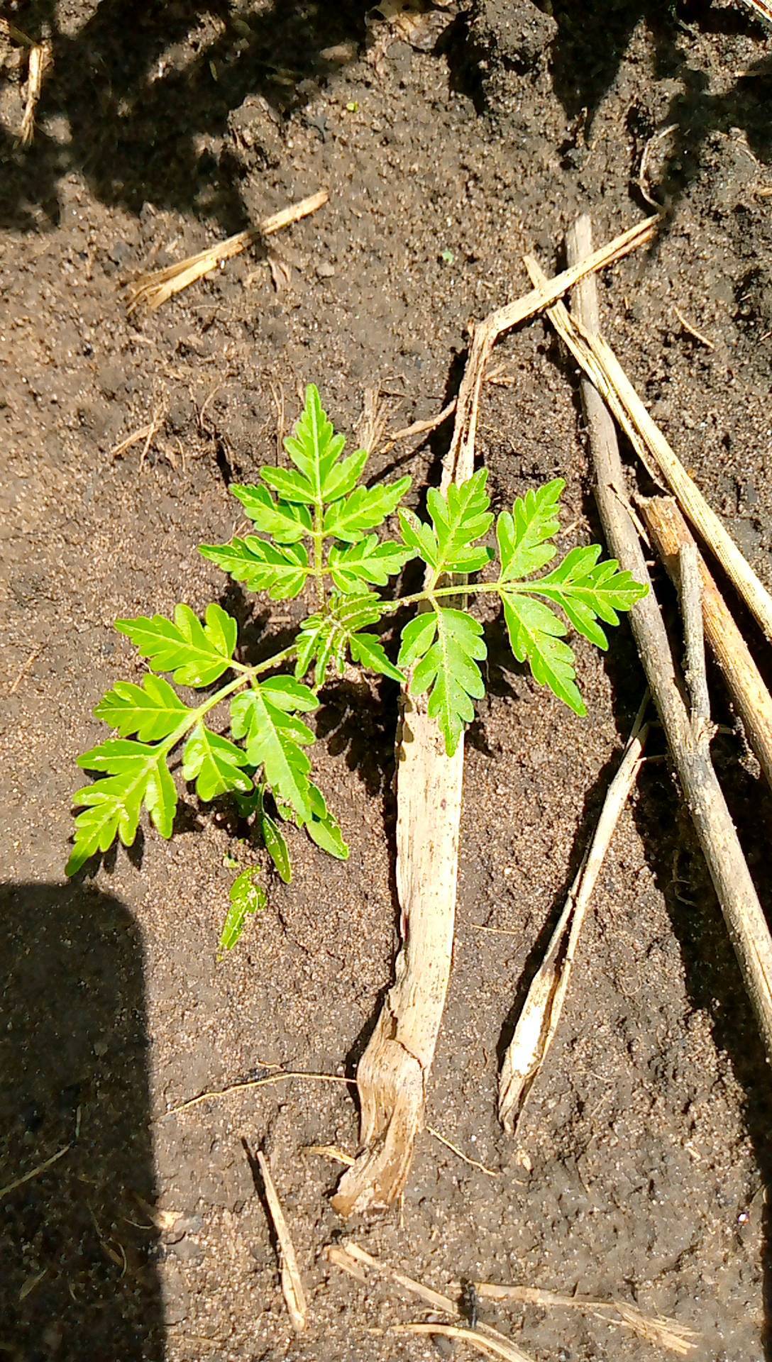 tree