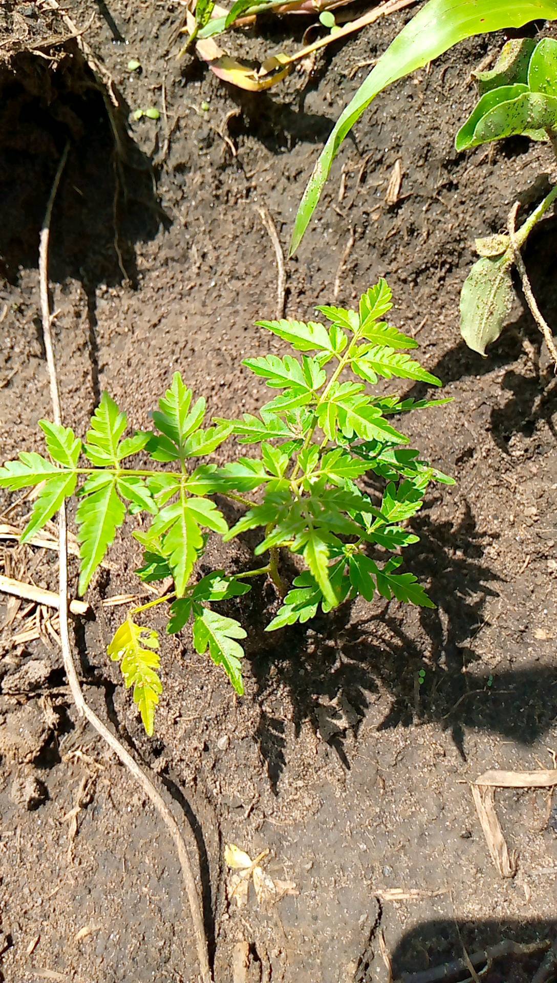 tree