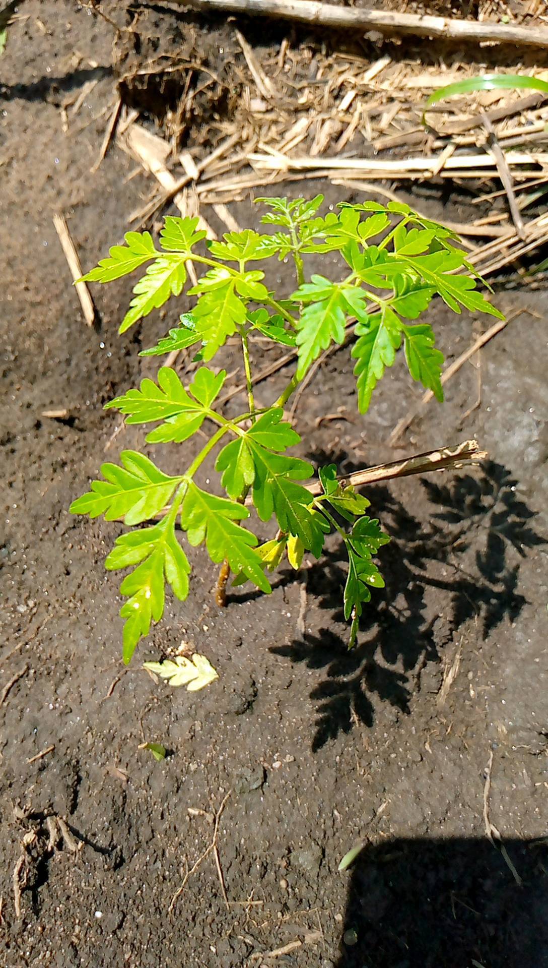 tree
