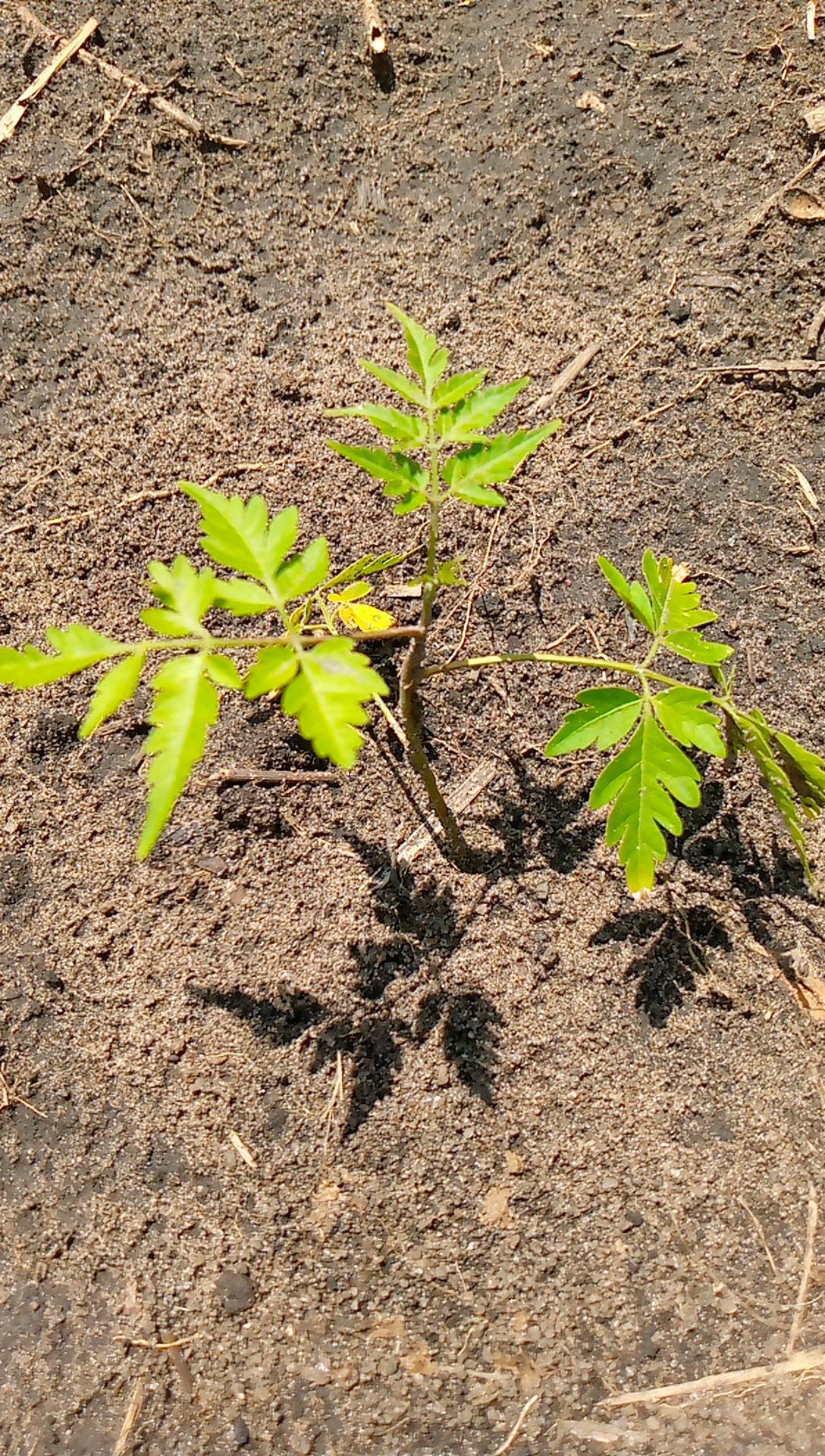 tree