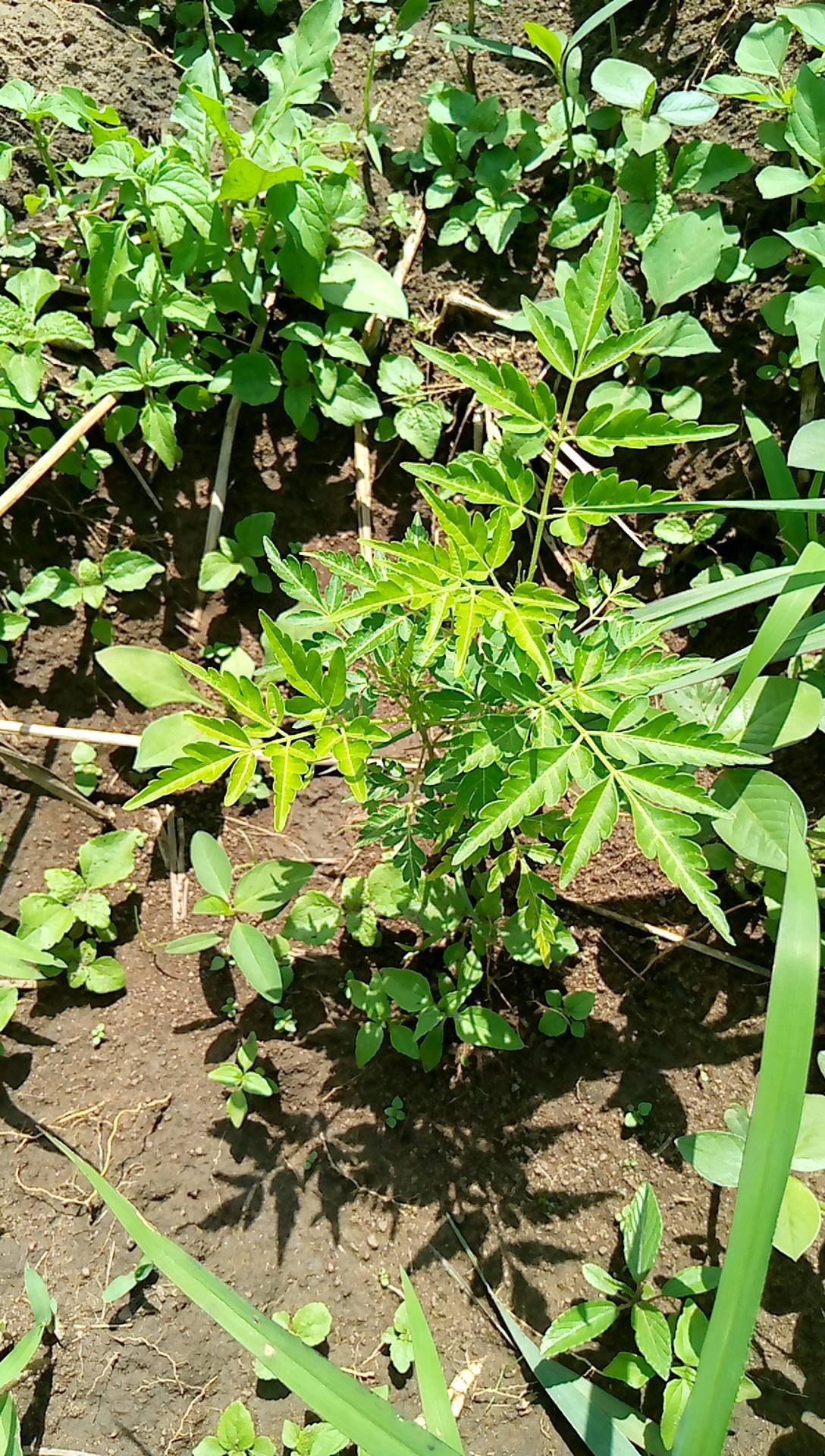 tree