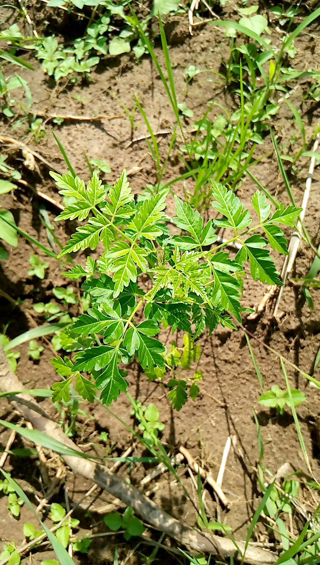 tree