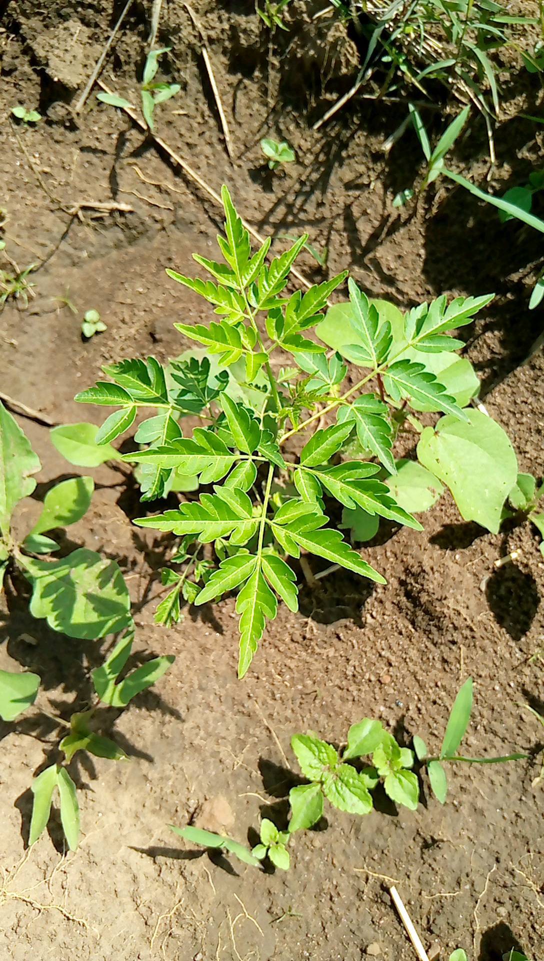 tree