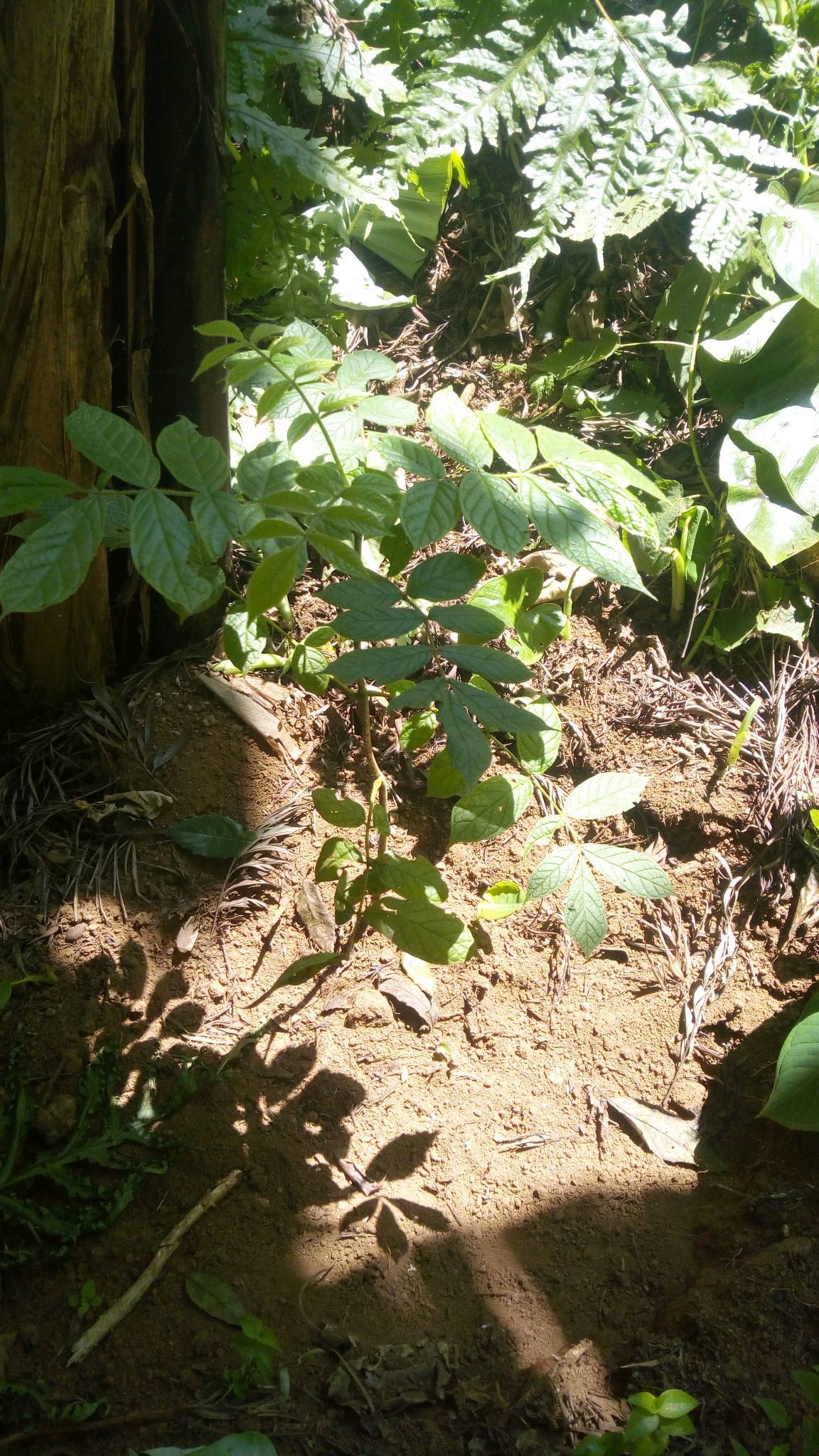 tree