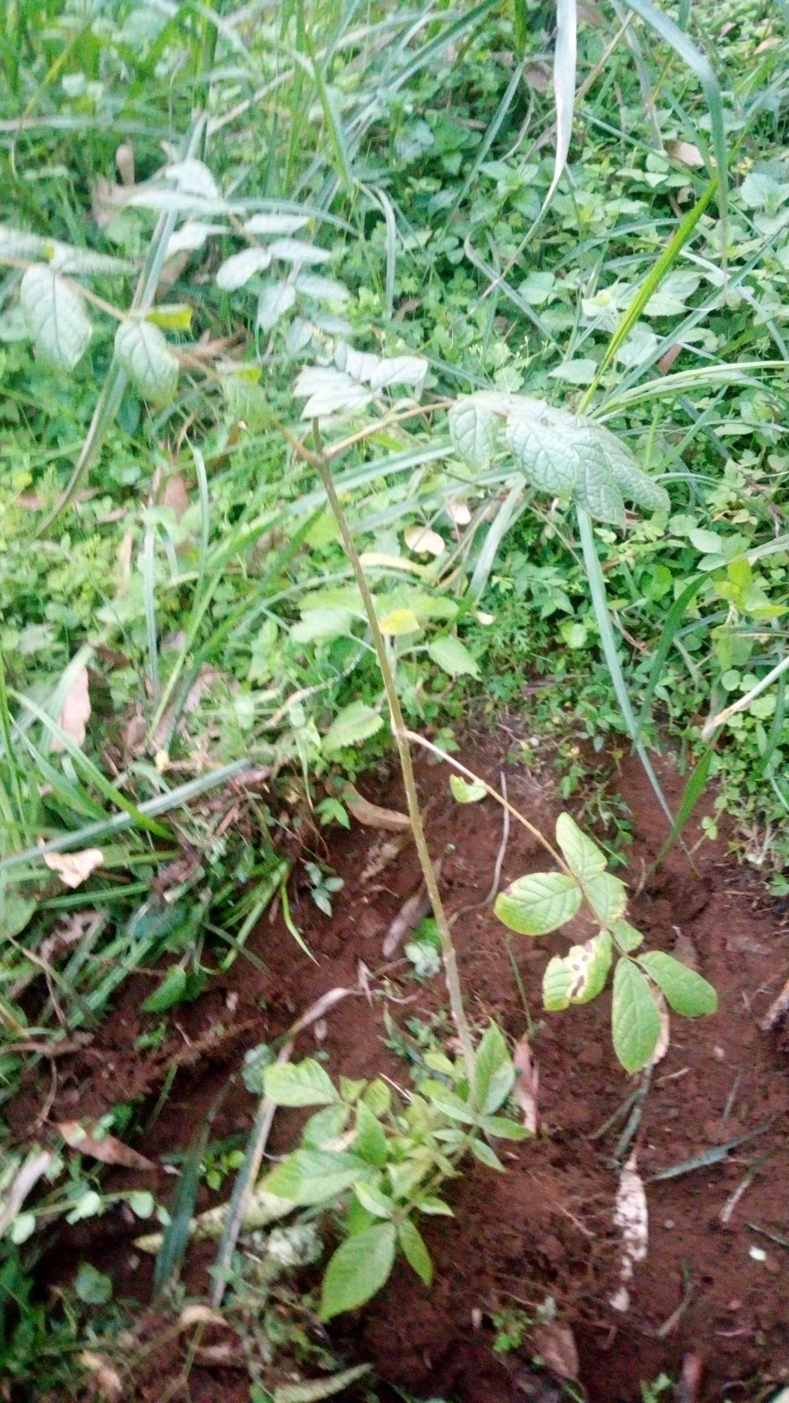 tree