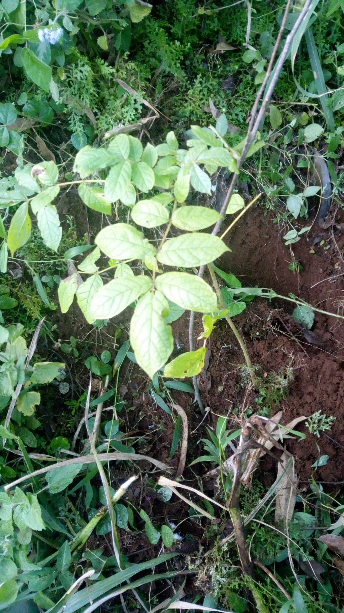 tree