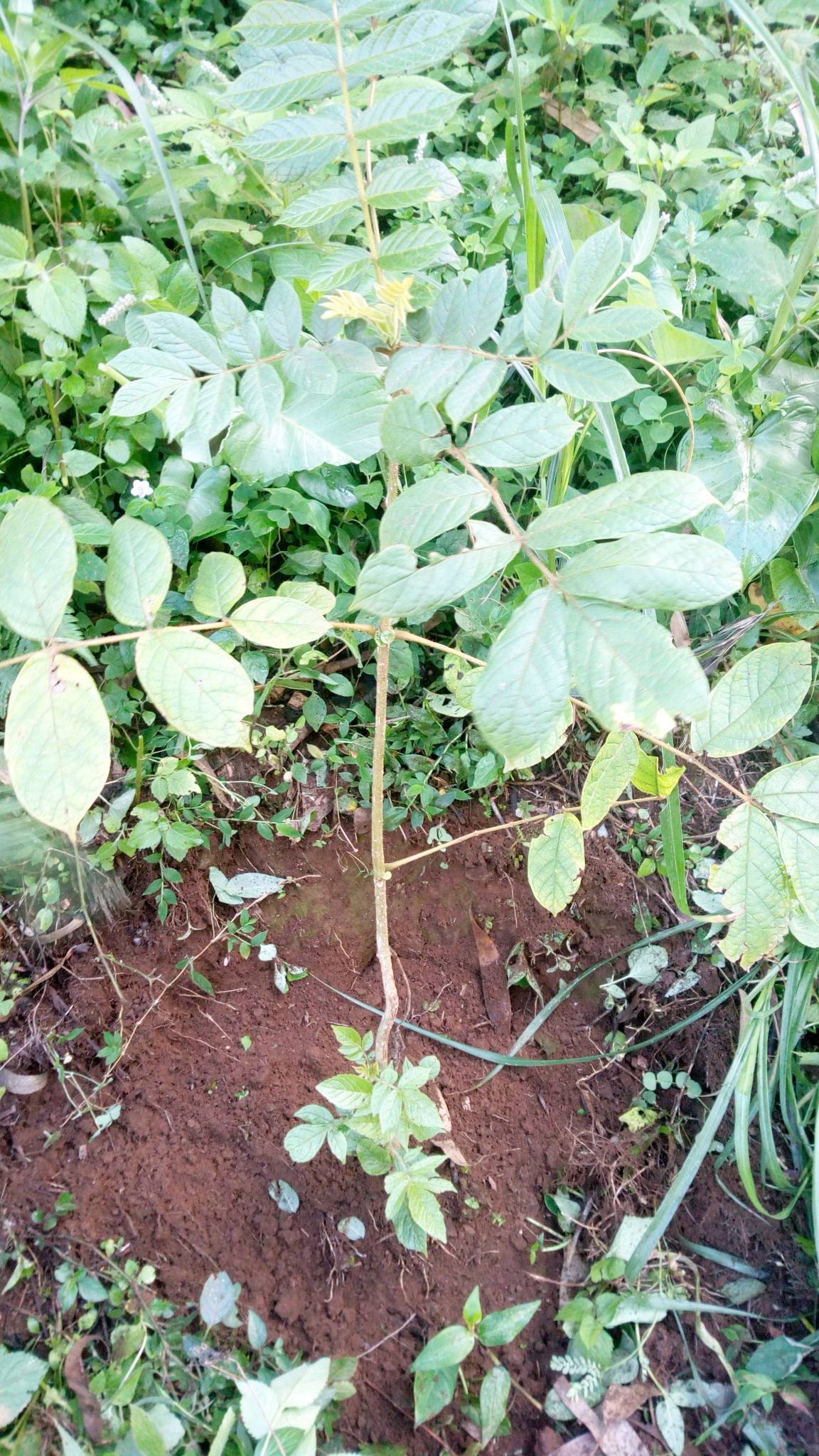 tree