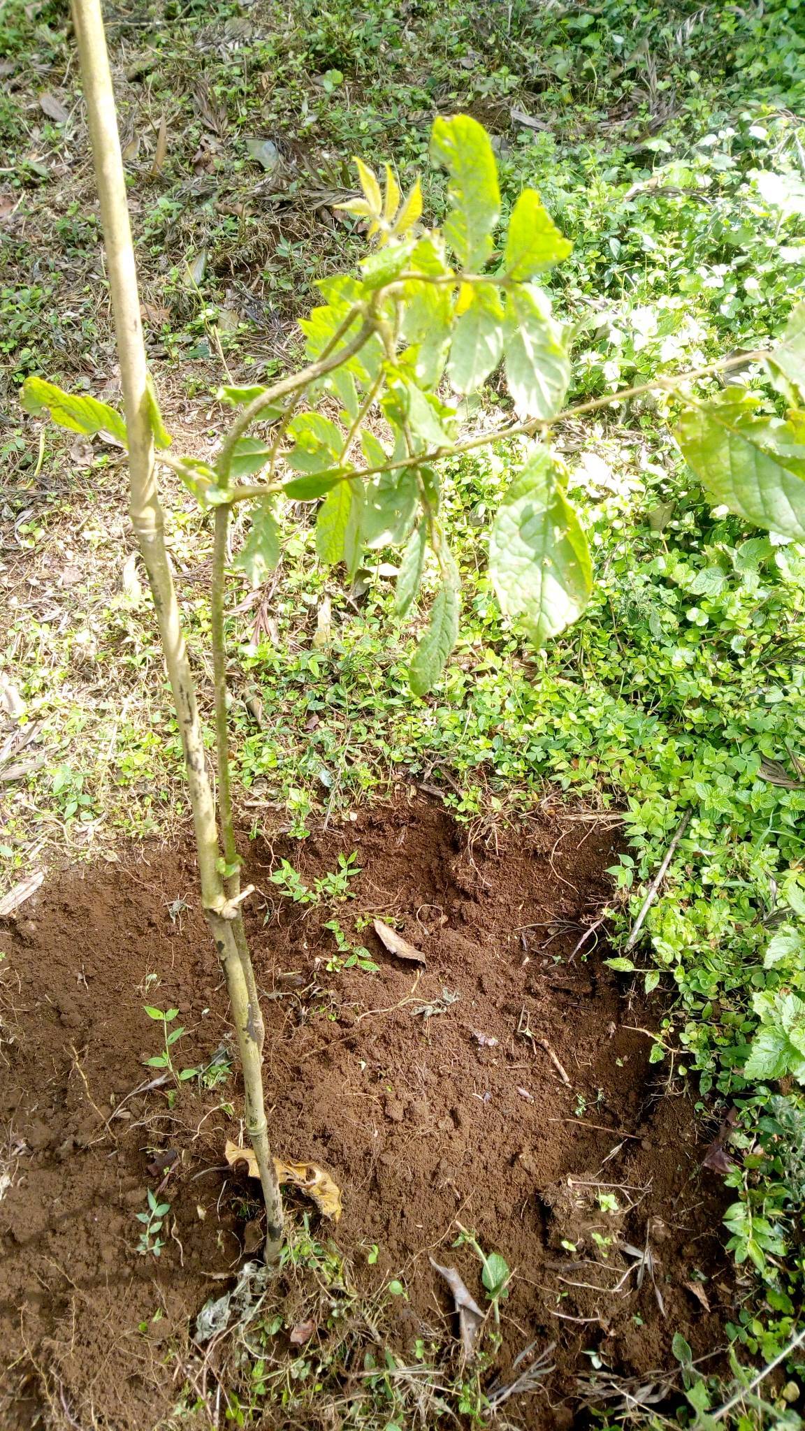 tree