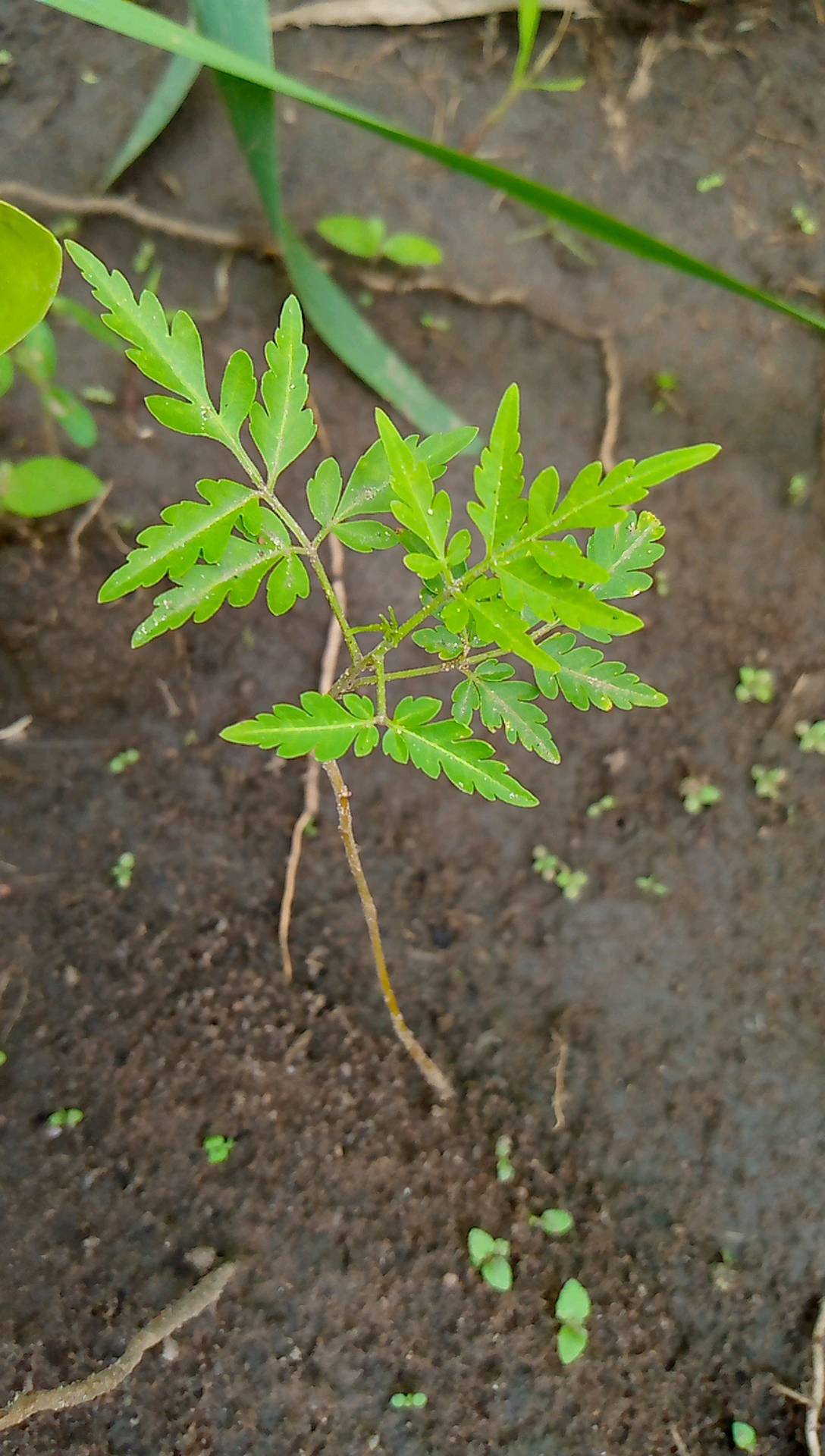 tree