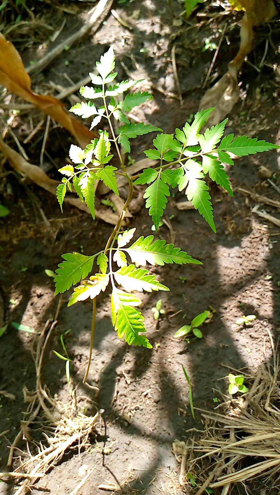tree
