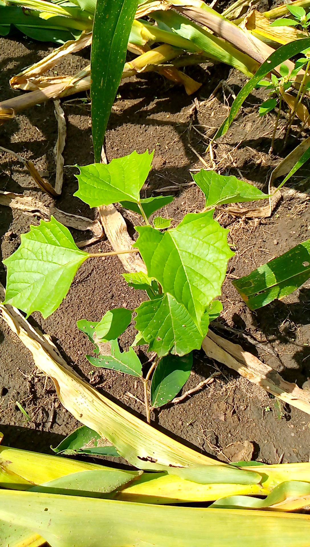 tree