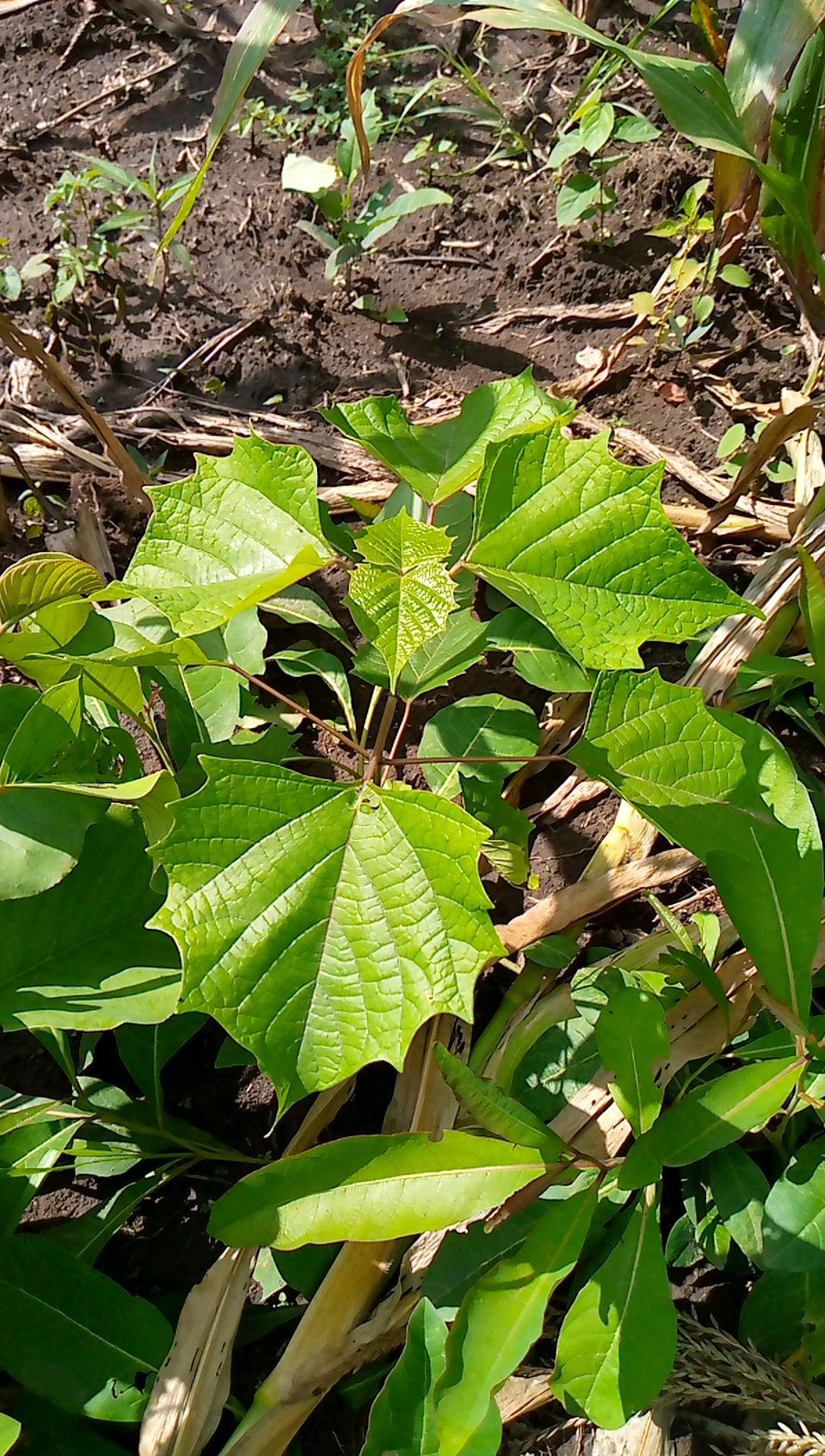 tree