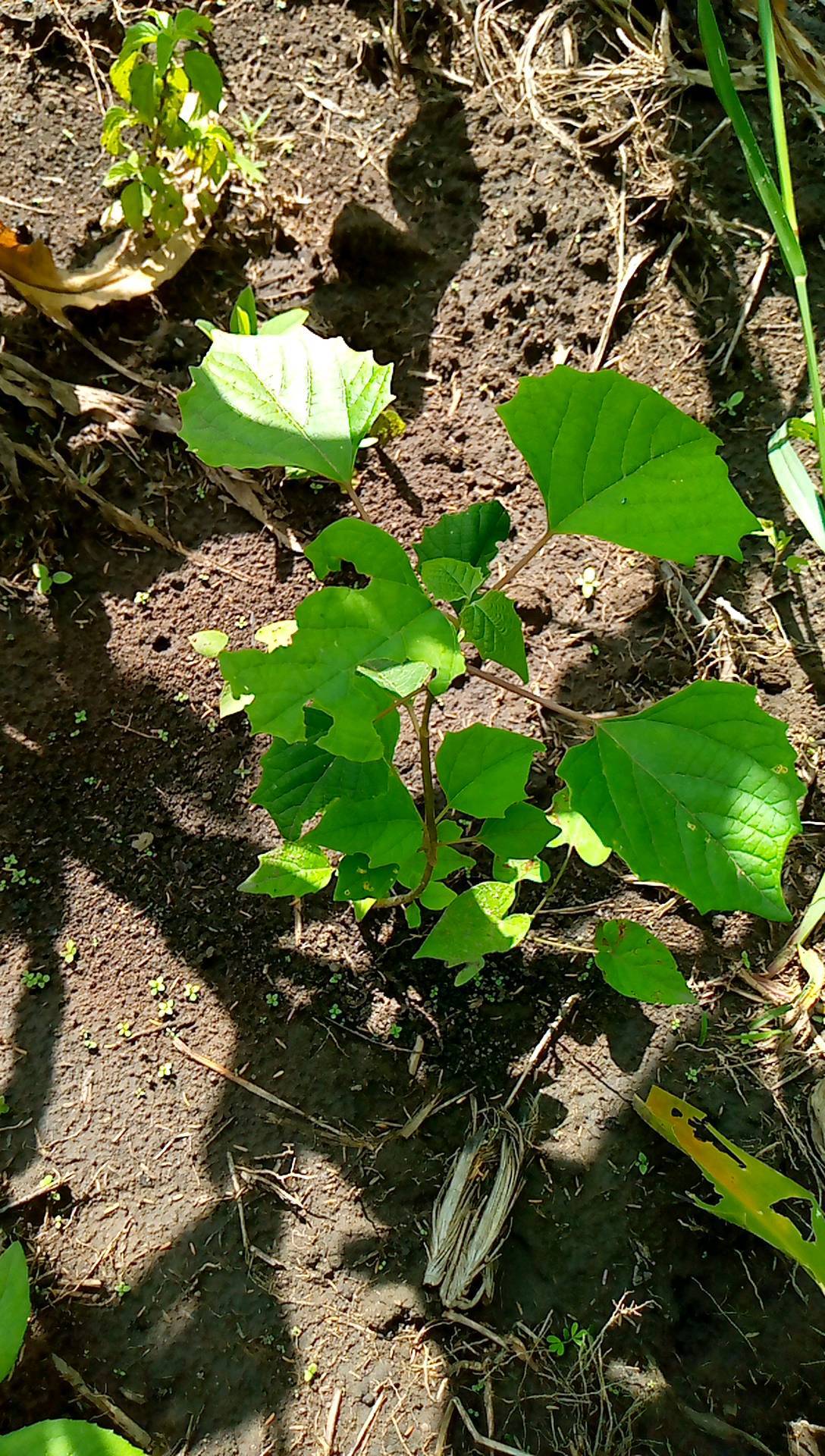 tree
