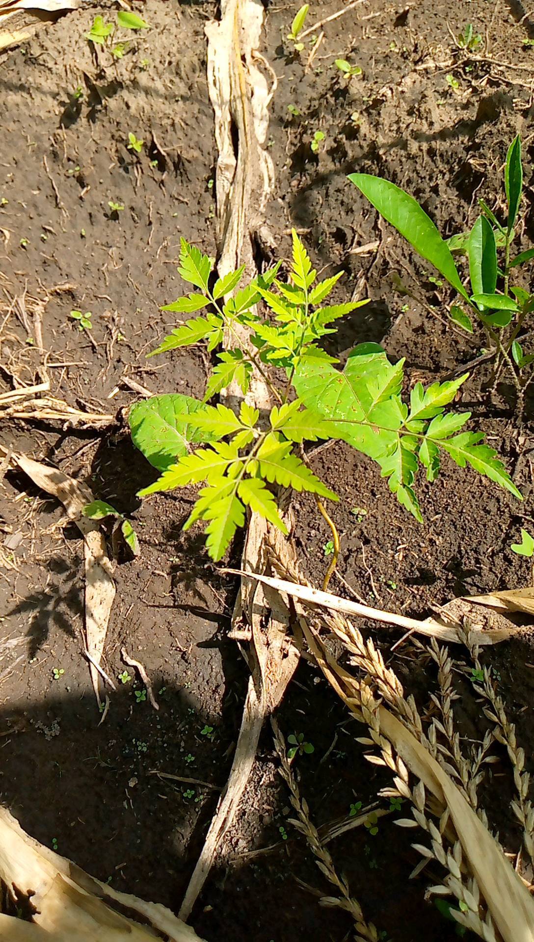 tree