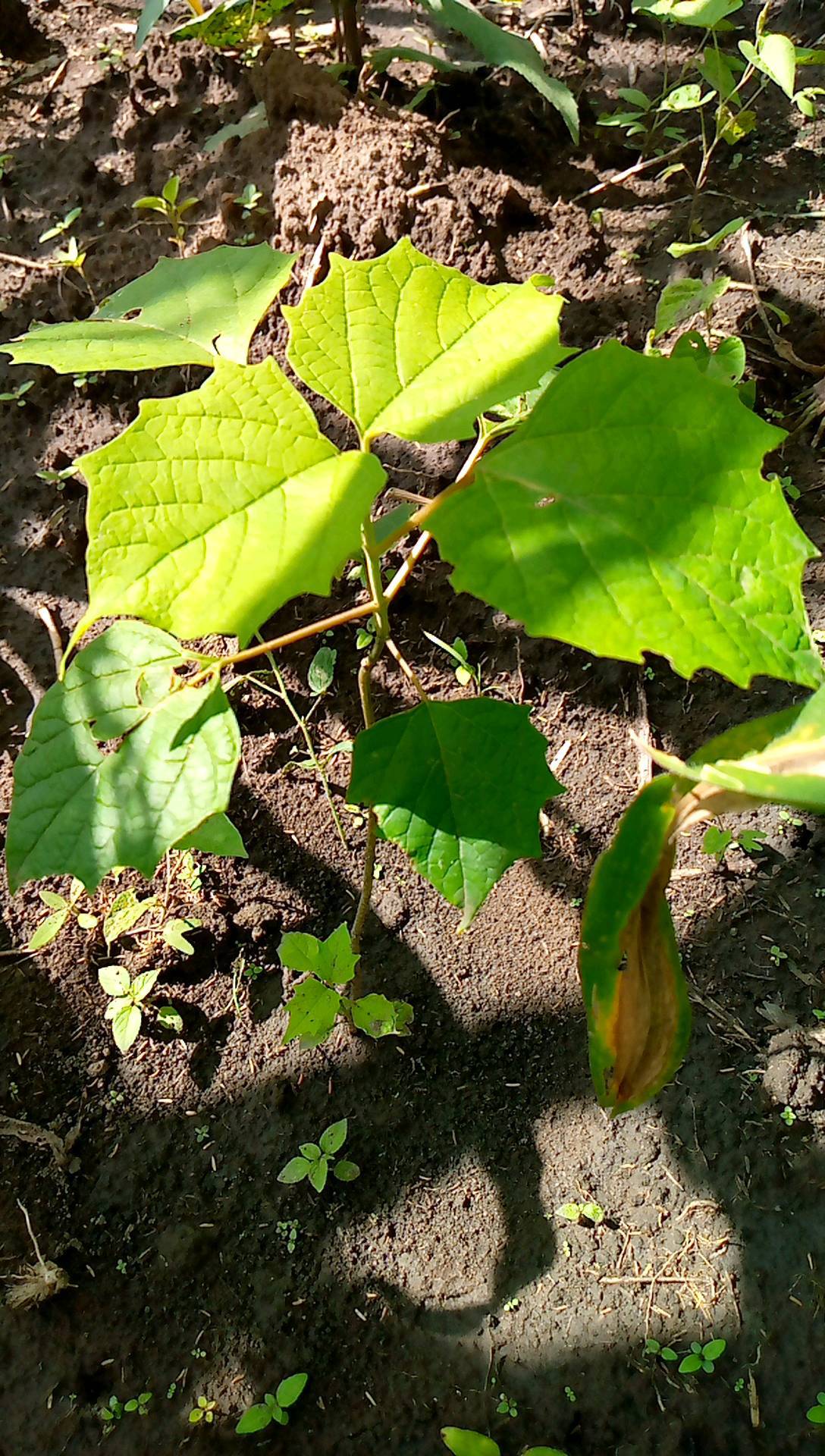 tree