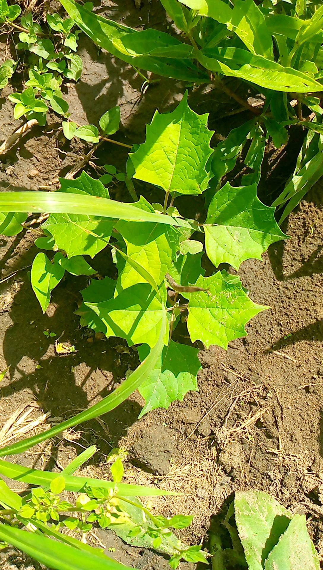 tree