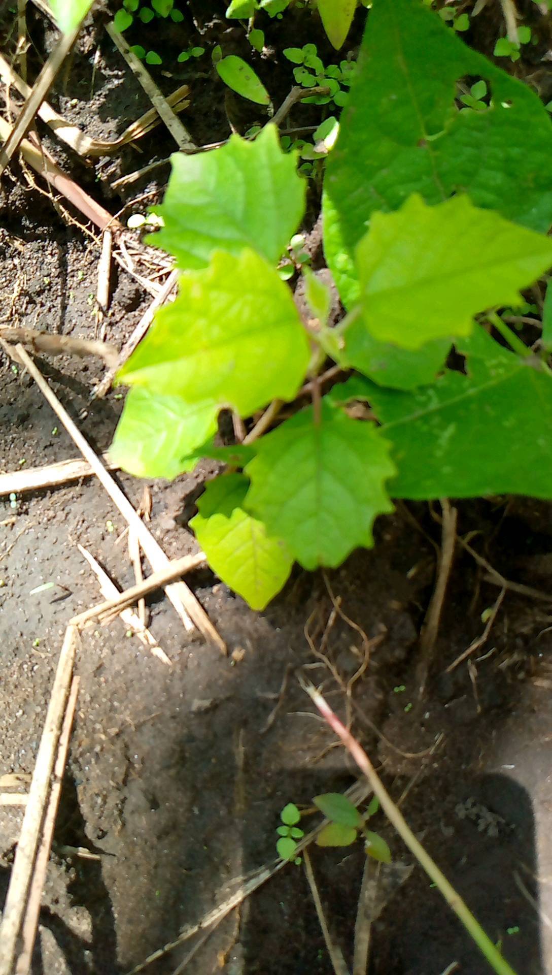 tree