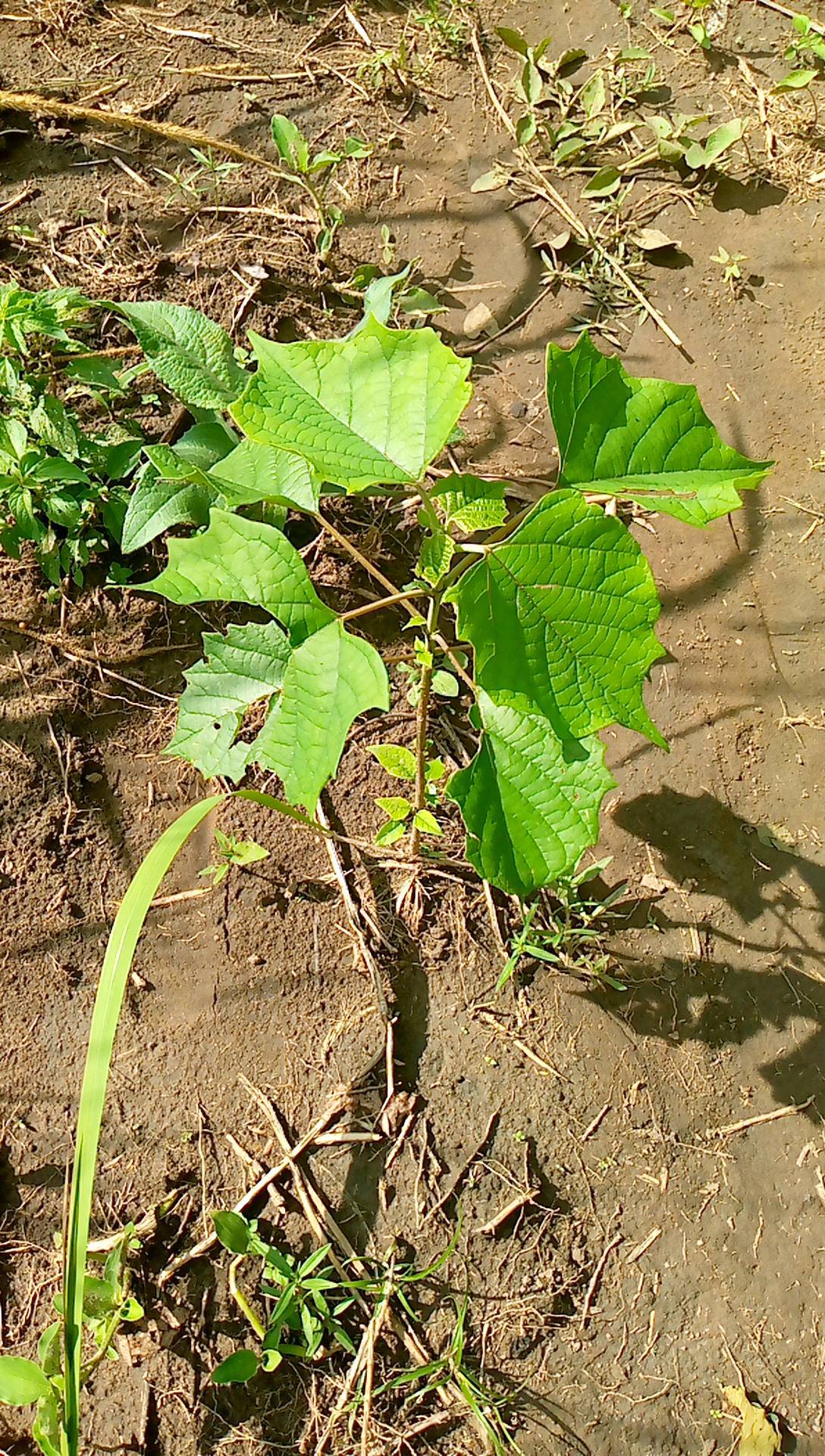 tree