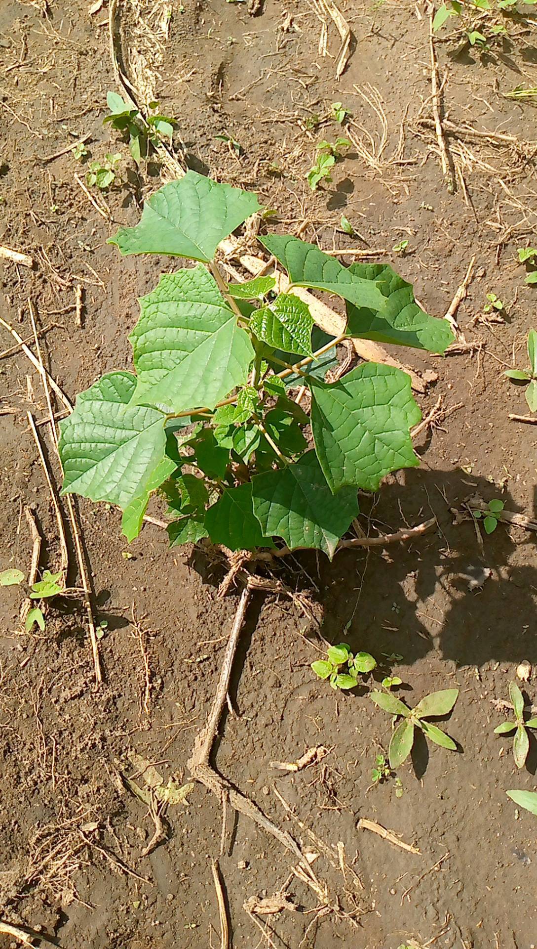 tree