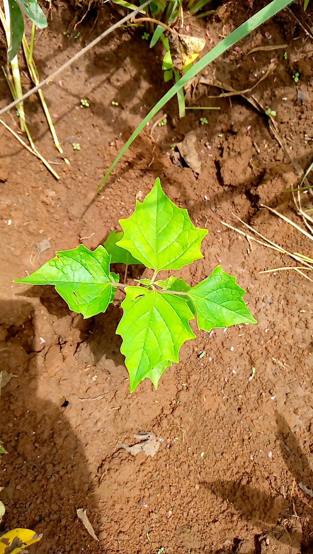 tree