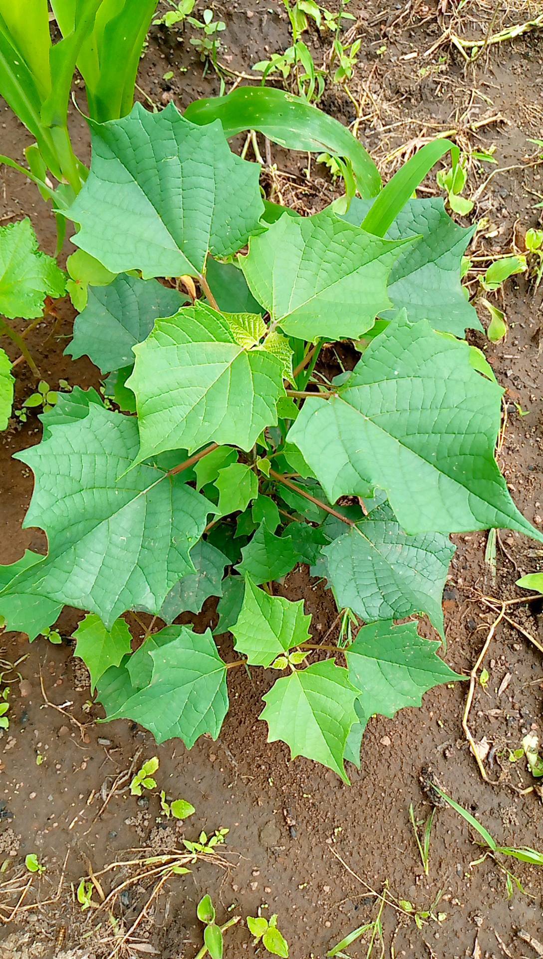 tree