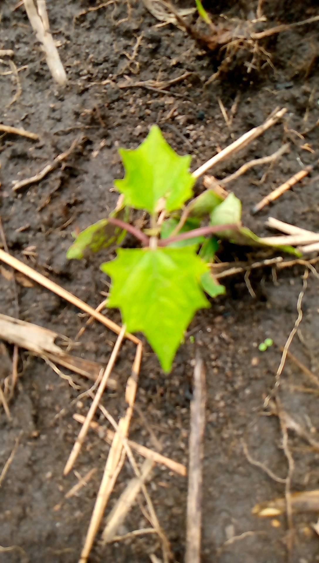 tree