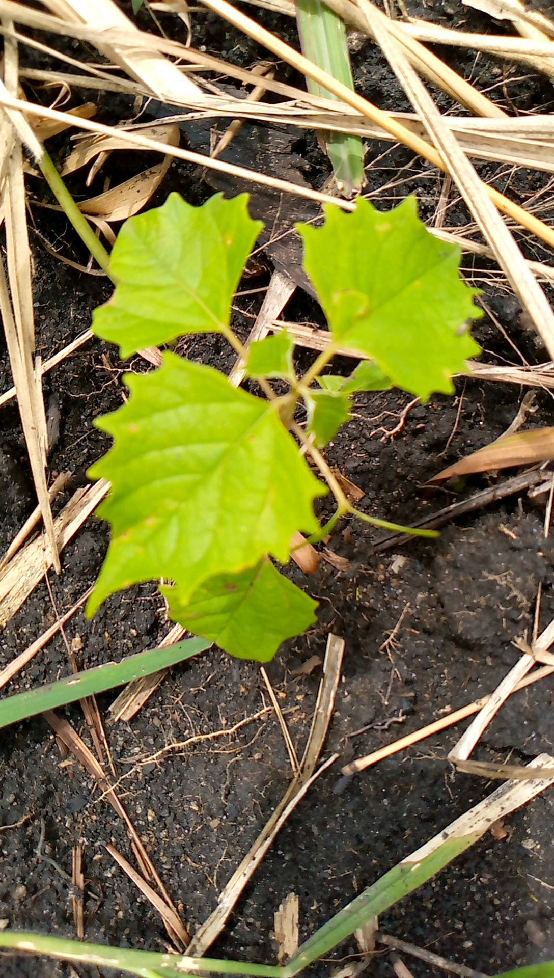 tree