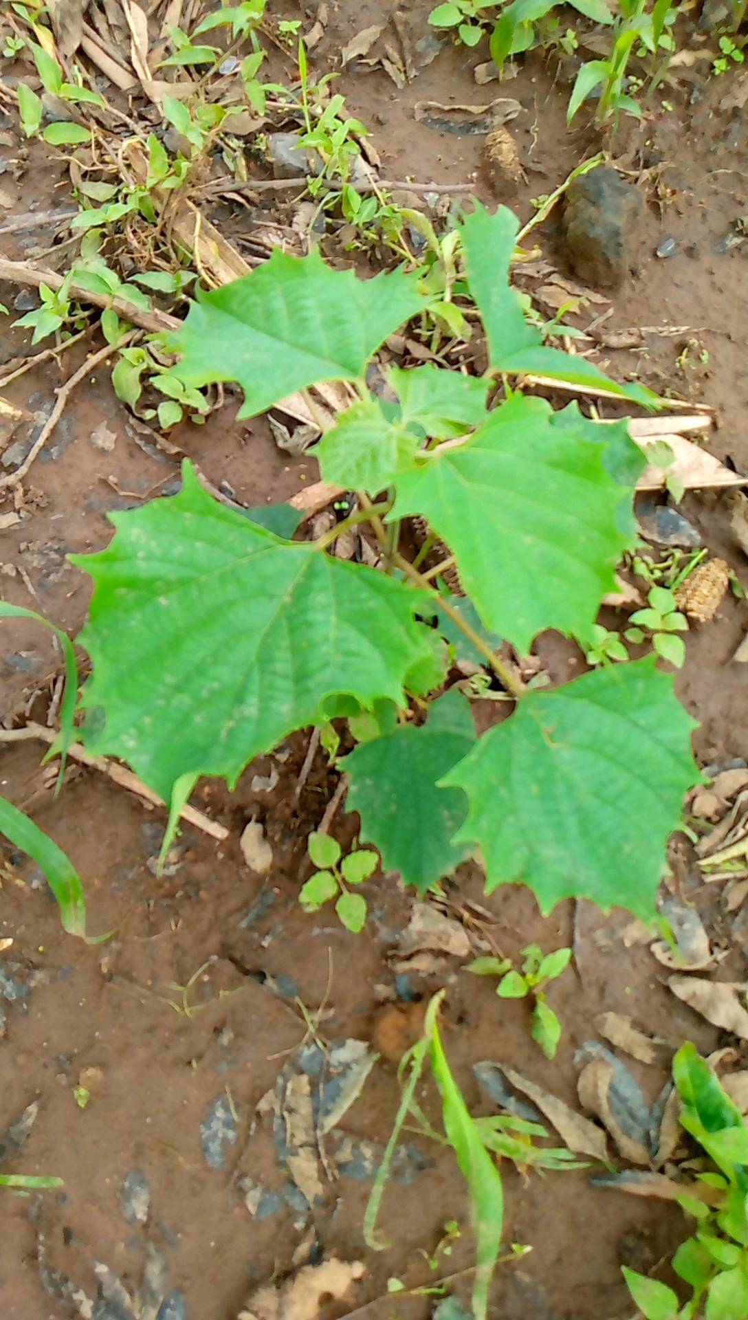 tree