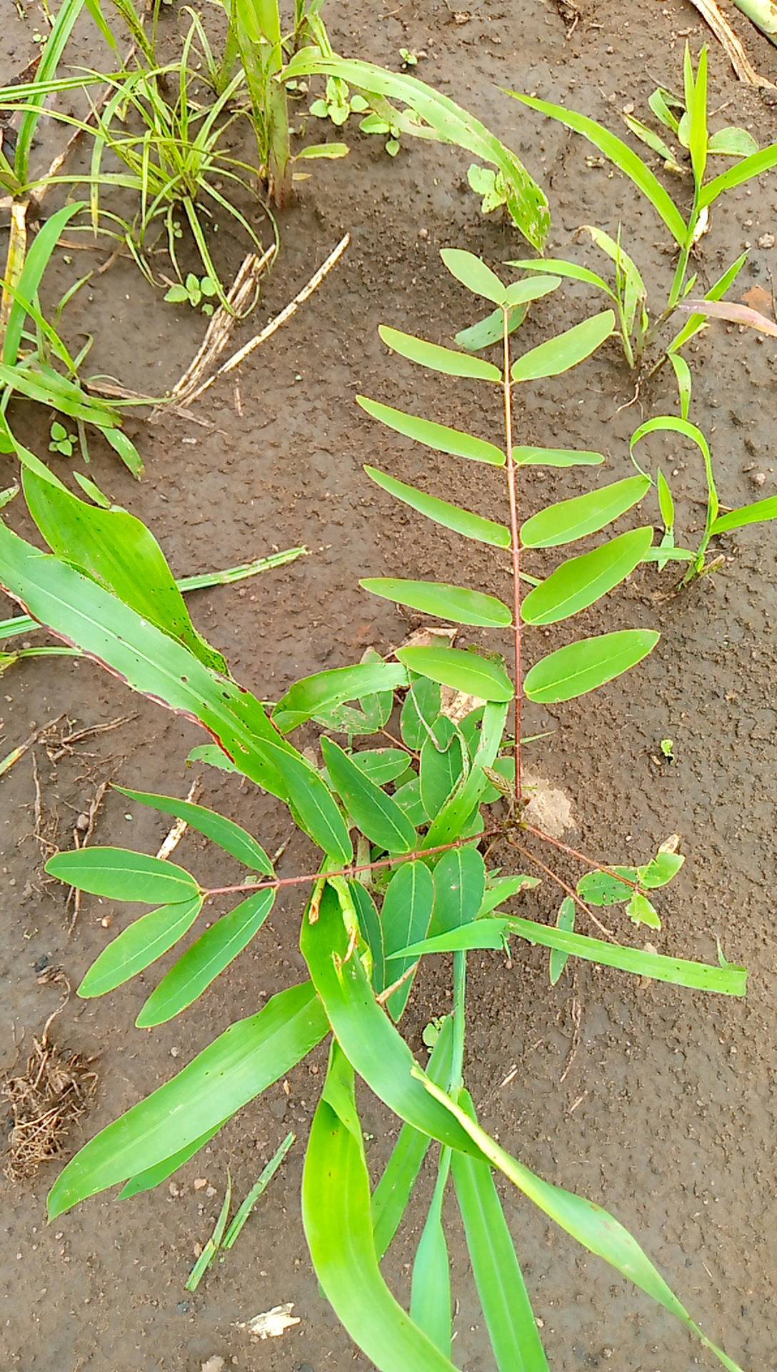 tree