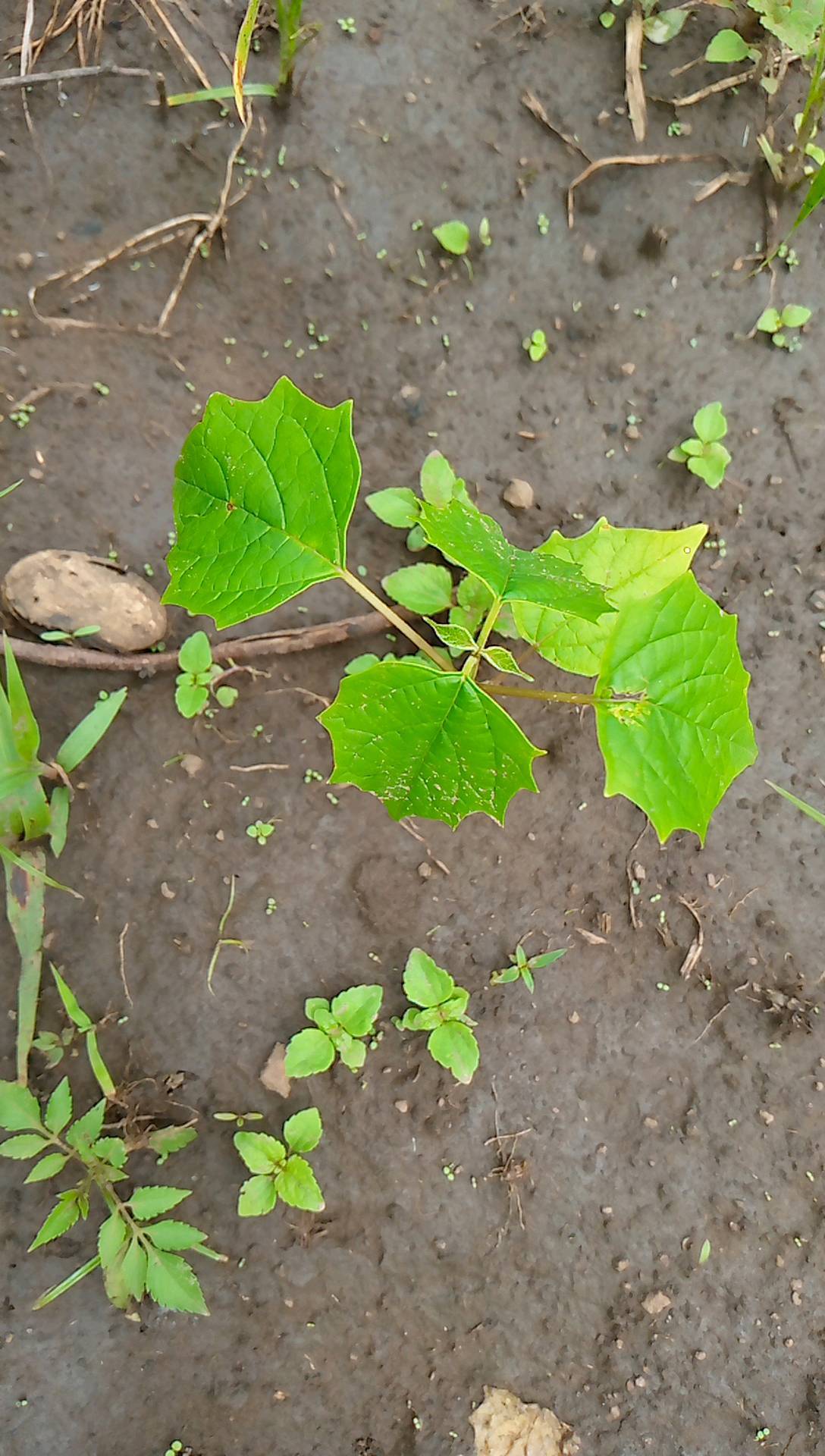 tree