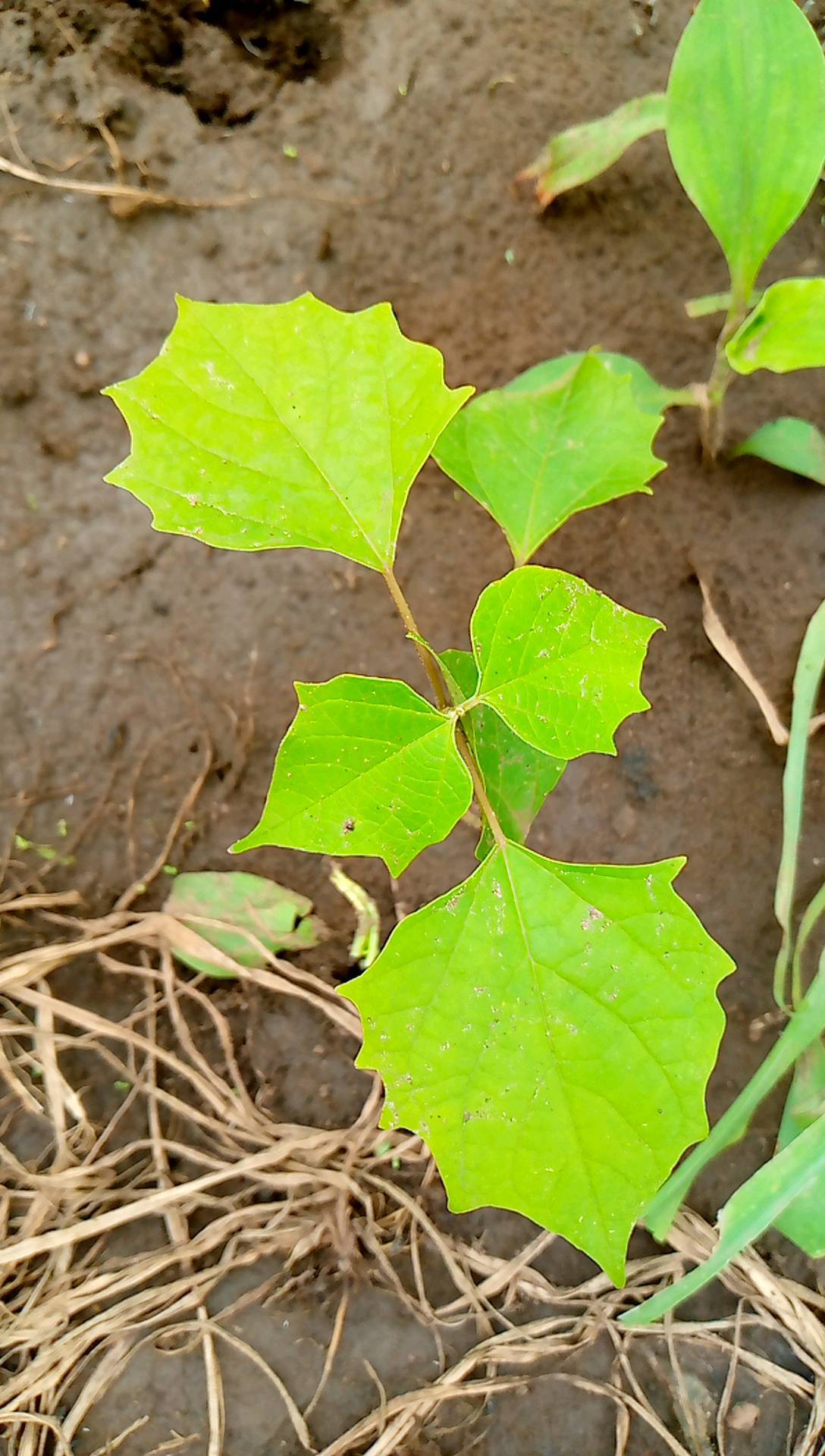tree