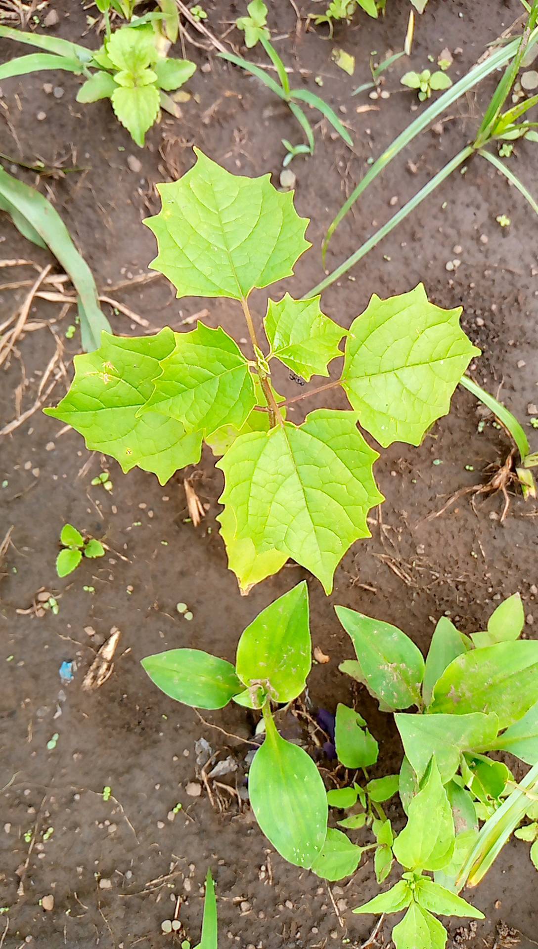 tree