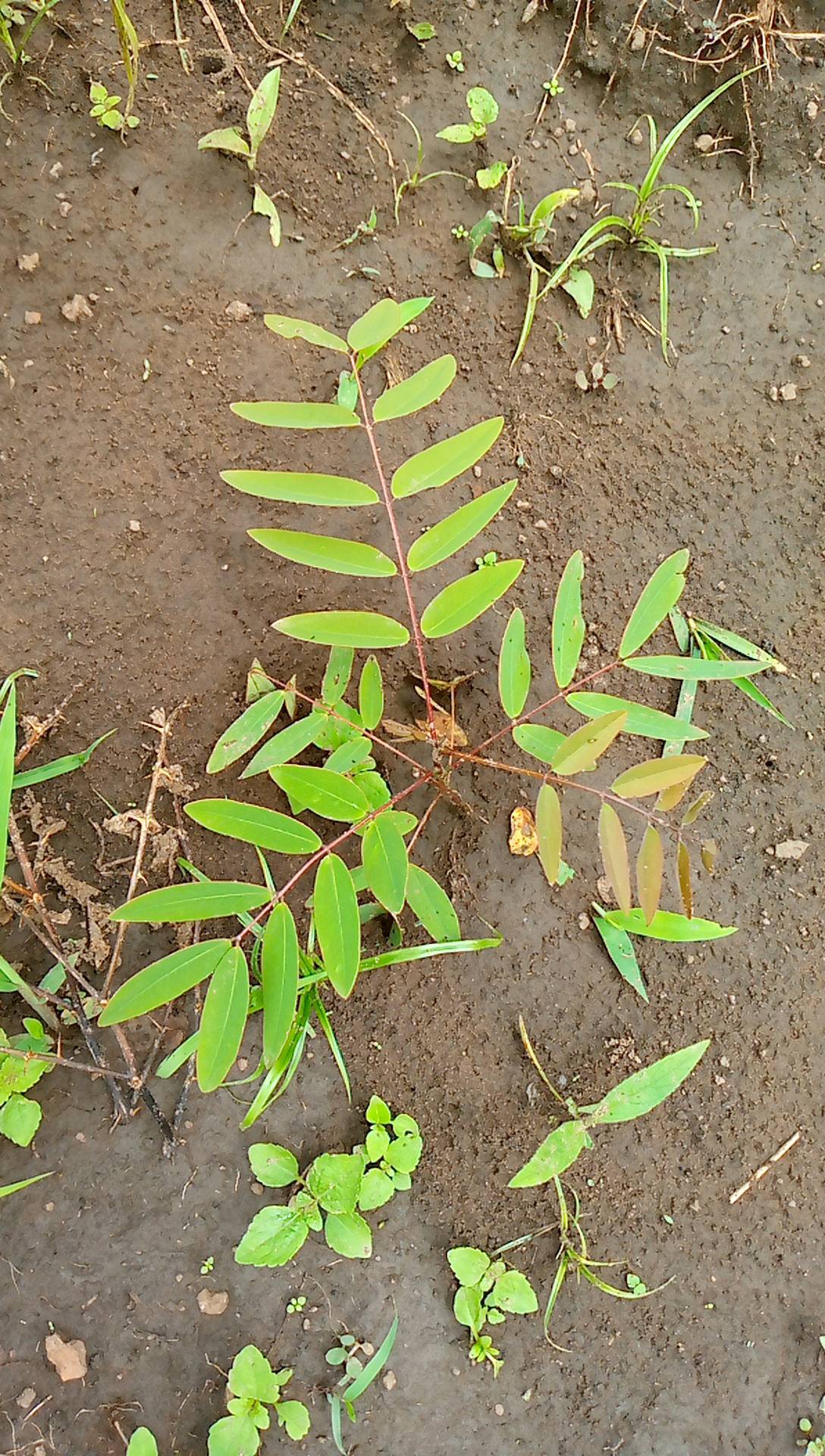tree