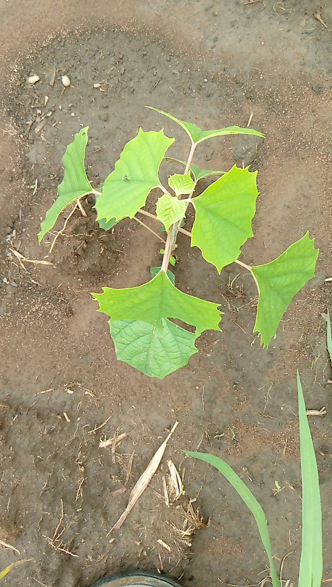 tree