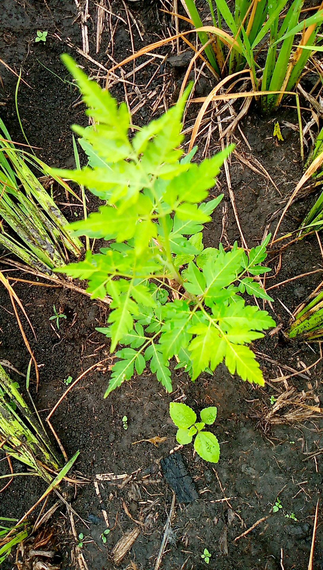 tree